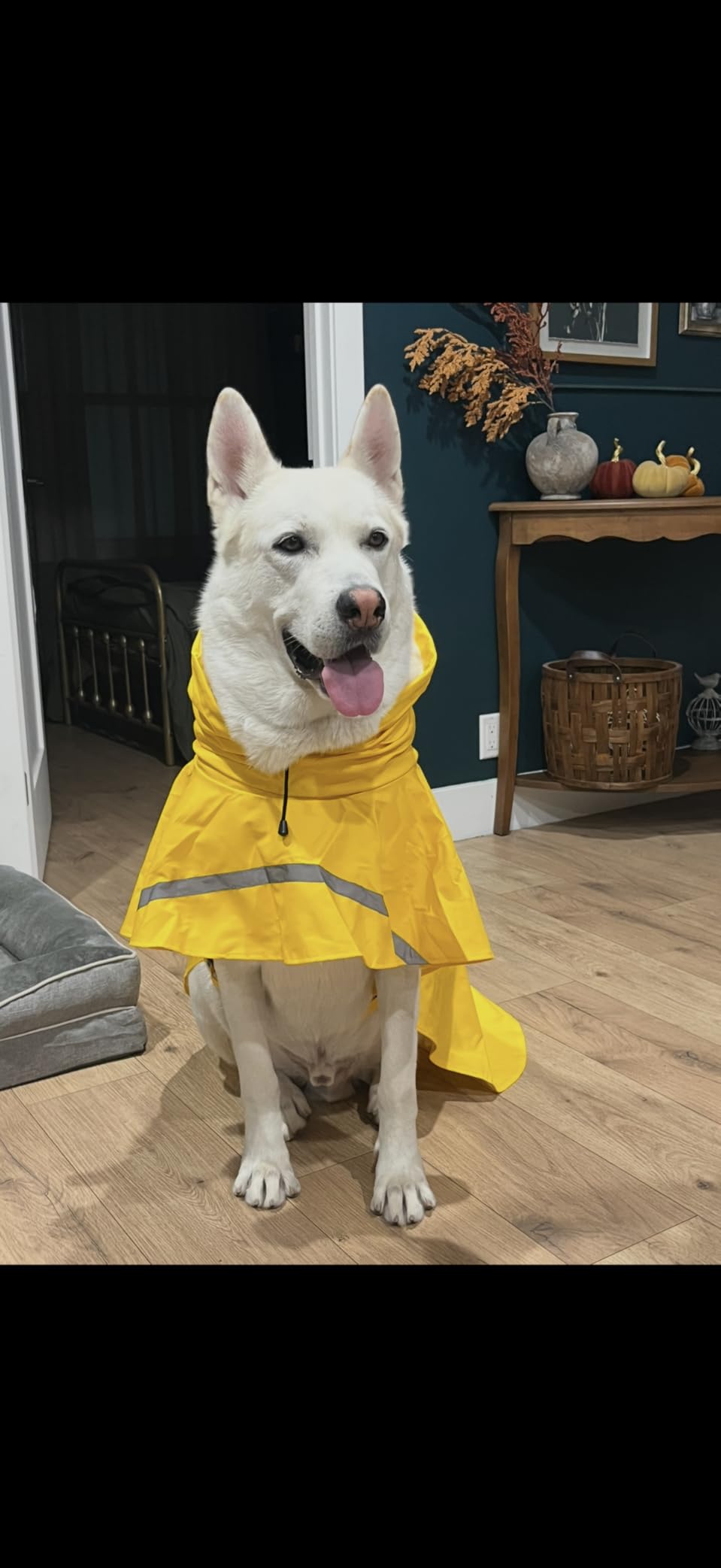 HAPEE Dog Raincoats with Reflective Strip Hoodie, Poncho Jacket for Large Dogs customer photo 1