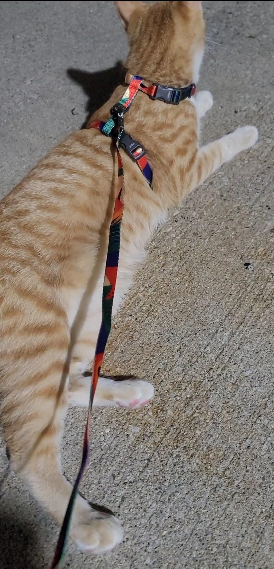 pidan Cat Harness and Leash Set, Cats Escape Proof - Adjustable Kitten Harness for Large Small Cats, Lightweight Soft Walking Travel Petsafe Harness (Multicolor, M Size) customer photo 1