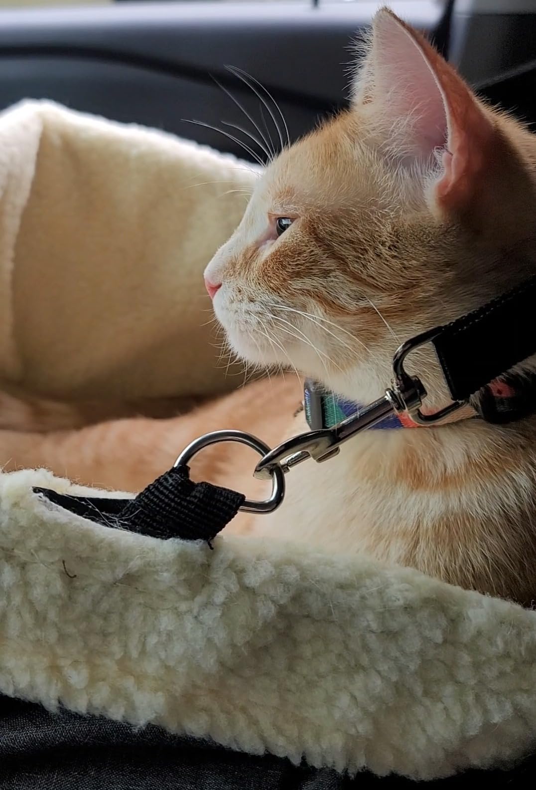 pidan Cat Harness and Leash Set, Cats Escape Proof - Adjustable Kitten Harness for Large Small Cats, Lightweight Soft Walking Travel Petsafe Harness (Multicolor, M Size) customer photo 2