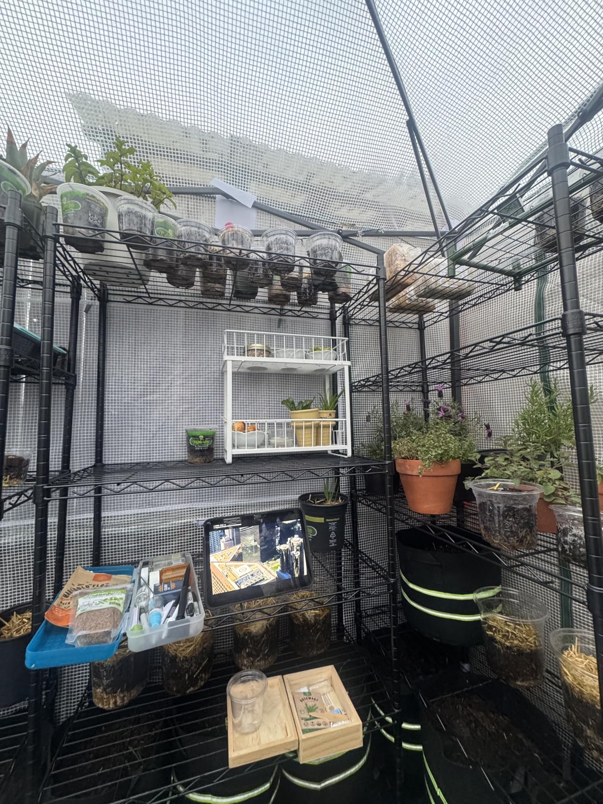 EAGLE PEAK 8x6 Portable Walk in Greenhouse, Pop Up Indoor Outdoor Greenhouse, Green House Kit with Zippered Roll-Up Doors and Windows, PE Cover, Clear/Green customer photo 2