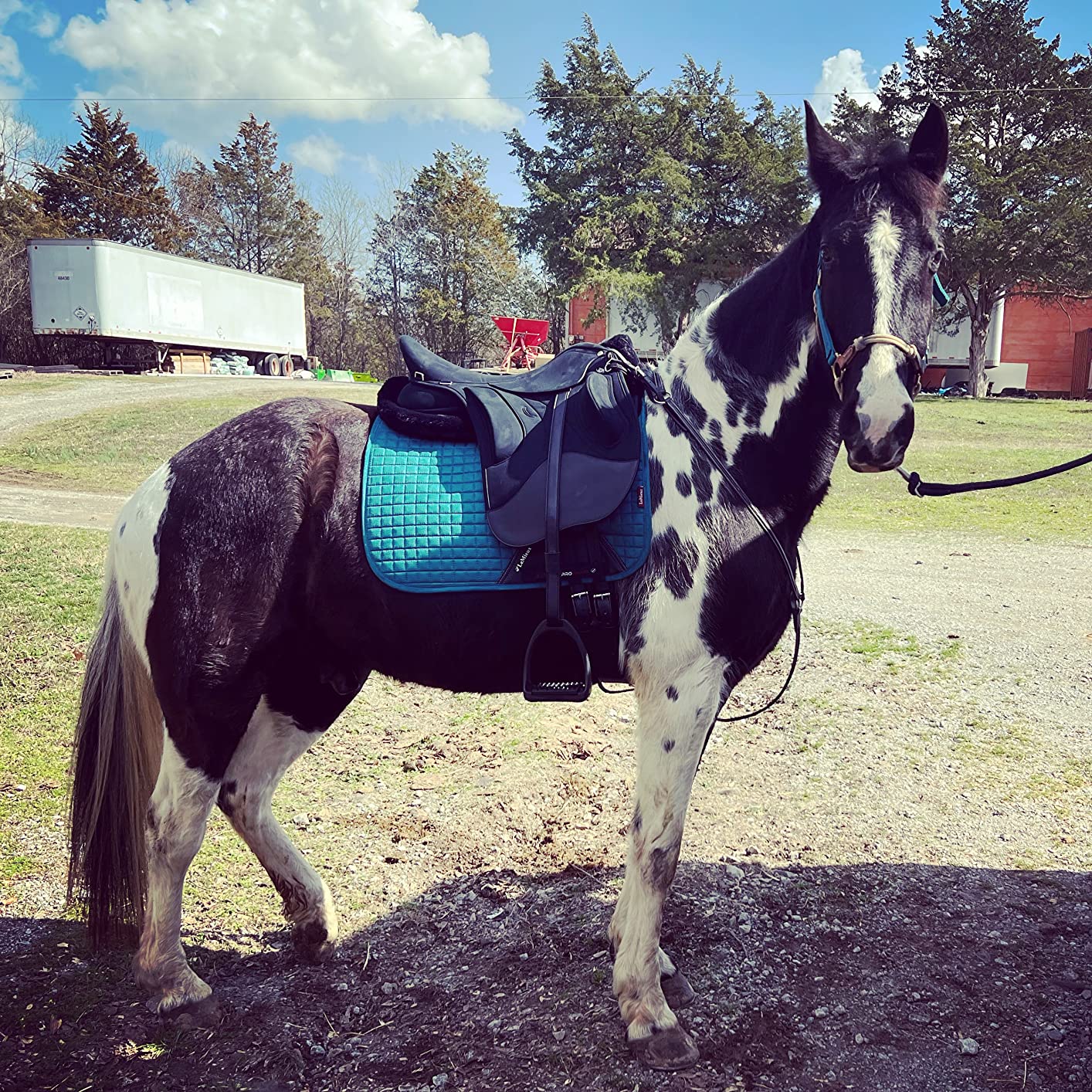 Wintec Pro HART Endurance Saddle - Premium Horse Saddle for Long Distance Riding customer photo 1