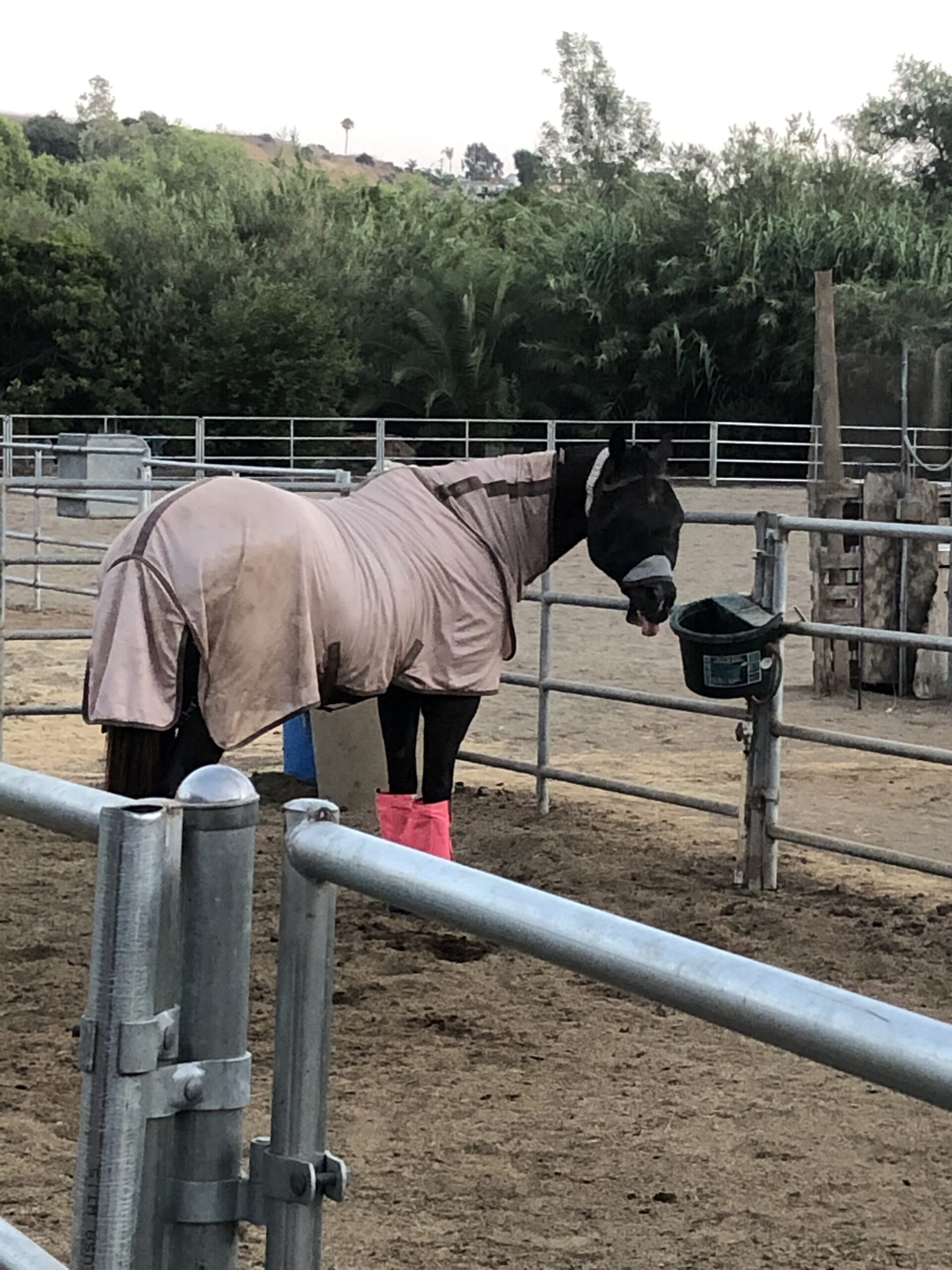 TuffRider Comfy Mesh Combo Neck Fly Sheet customer photo 1