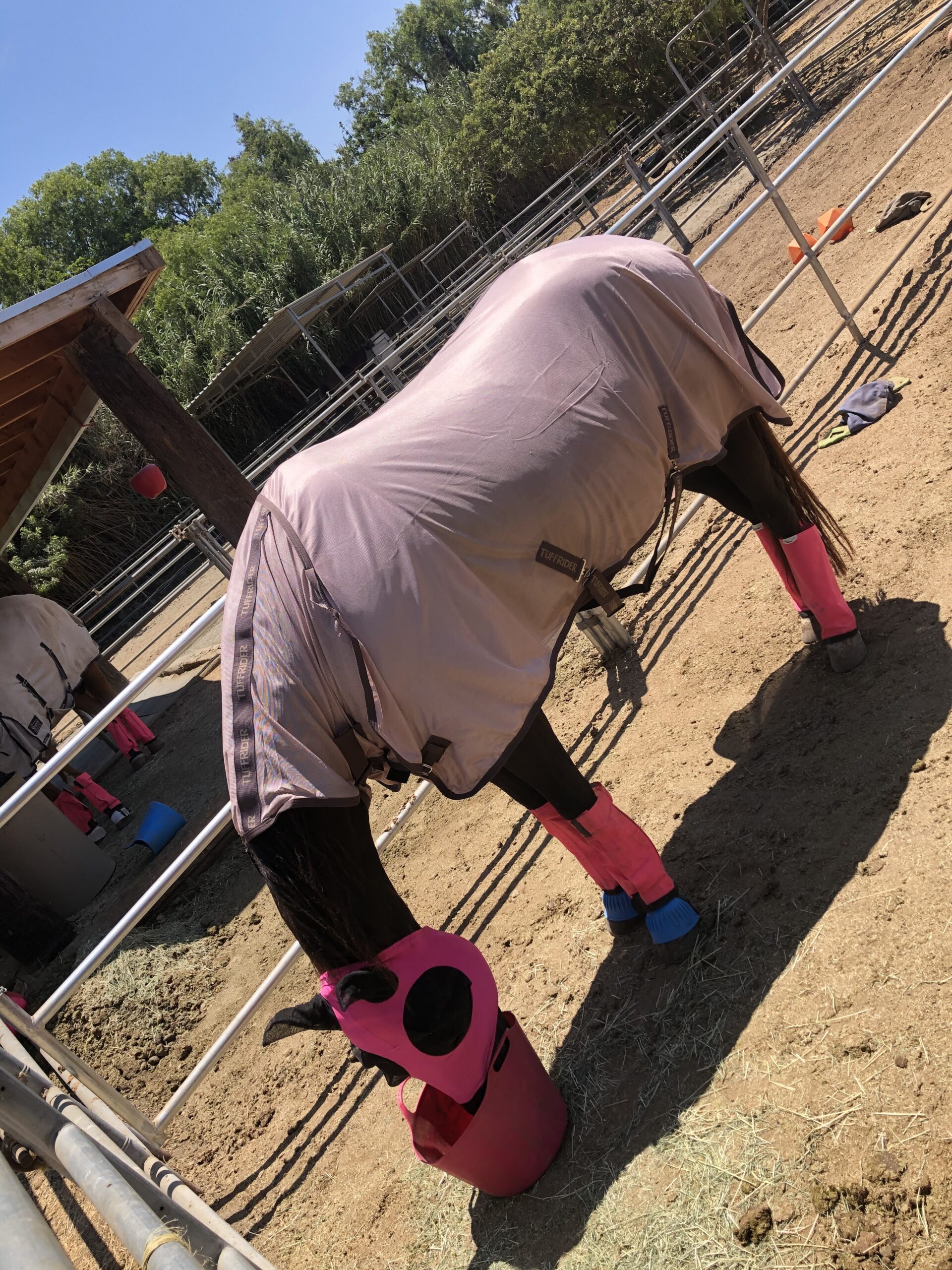 TuffRider Comfy Mesh Combo Neck Fly Sheet customer photo 2