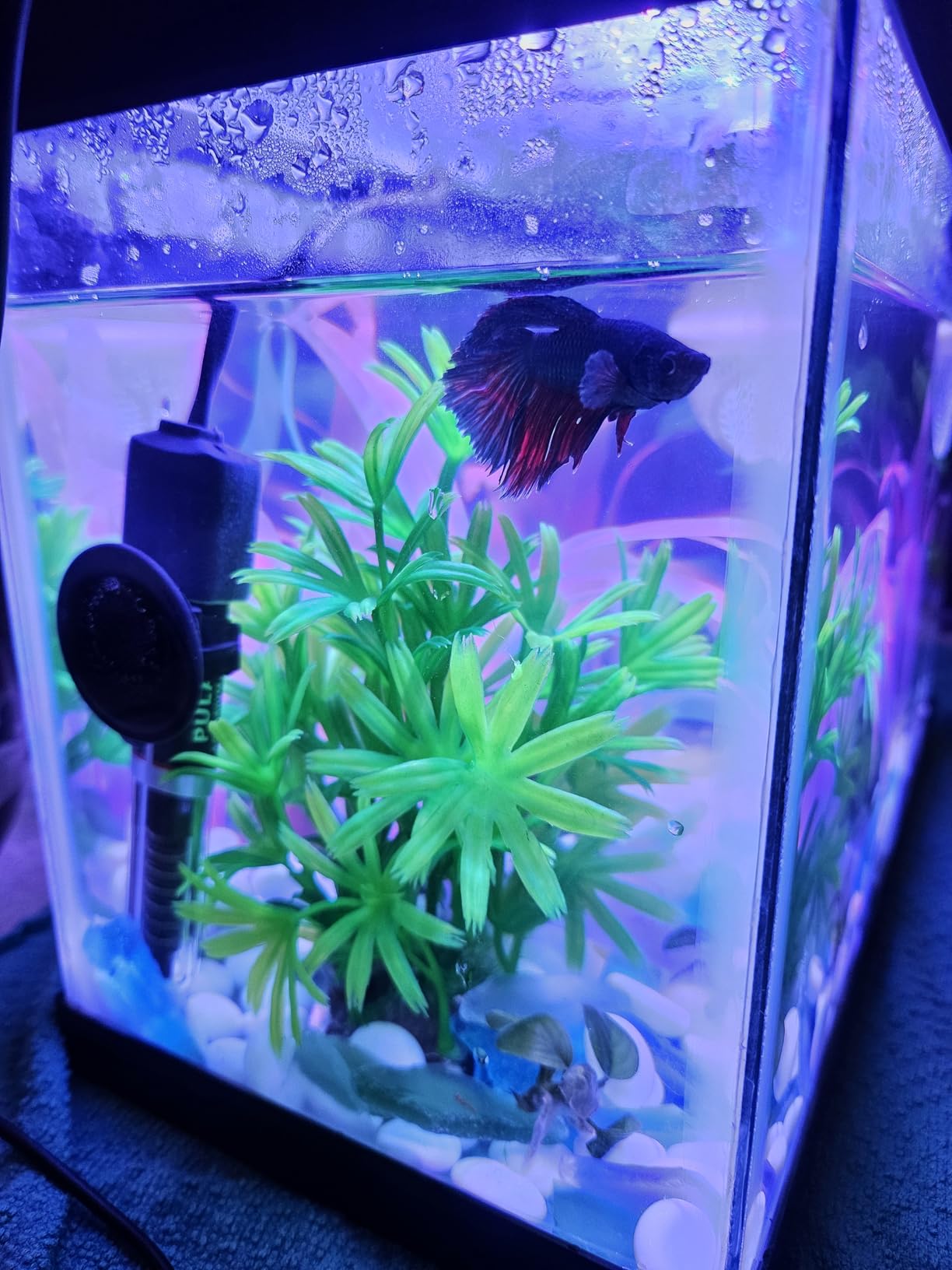 PULACO 25Watt Mini Aquarium Submersible Betta Heater with Free Thermometer Strip for 1-6 Gallon Fish Tanks (Preset Temperature 78℉) customer photo 2