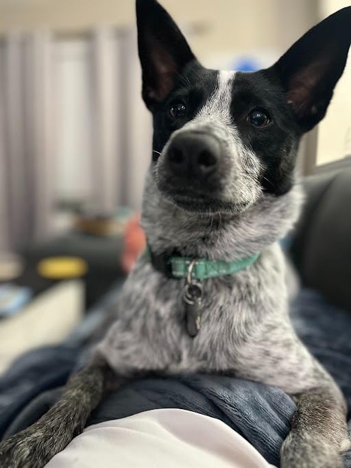 Natural Balance Limited Ingredient Adult Dry Dog Food with Healthy Grains, Lamb & Brown Rice Recipe, 12 Pound customer photo 1