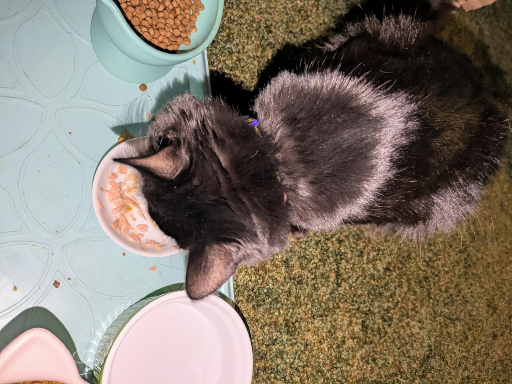 Reveal Natural Wet Canned Cat Food, 3-Flavor Variety Pack, Limited Ingredient, Grain-Free, High Protein with No Artificial Additives, Fish Variety in Broth (12 x 2.47 oz Cans) customer photo 1