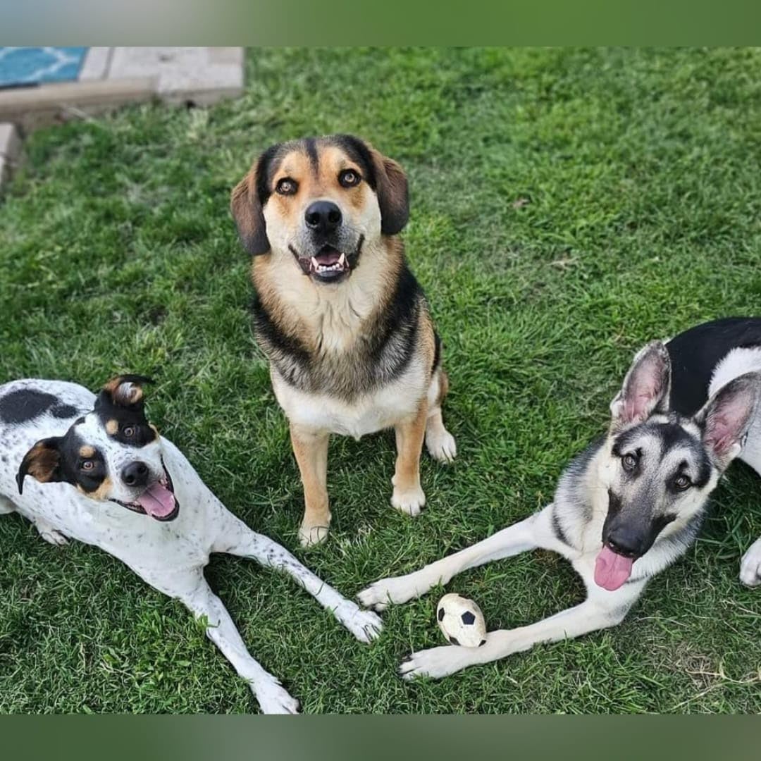 Wisdom Panel Essential Dog DNA Kit: Most Accurate Test for 365+ Breeds, 30 Genetic Health Conditions, 50+ Traits, Relatives, Ancestry - 1 Pack customer photo 2