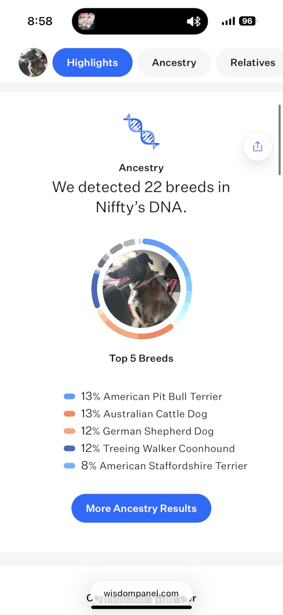 Wisdom Panel Premium Dog DNA Kit: Most Comprehensive with 265+ Health Tests, Identify 365+ Dog Breeds, 50+ Traits, Relatives, Ancestry, Genetic Diversity - Pack of 1 customer photo 1