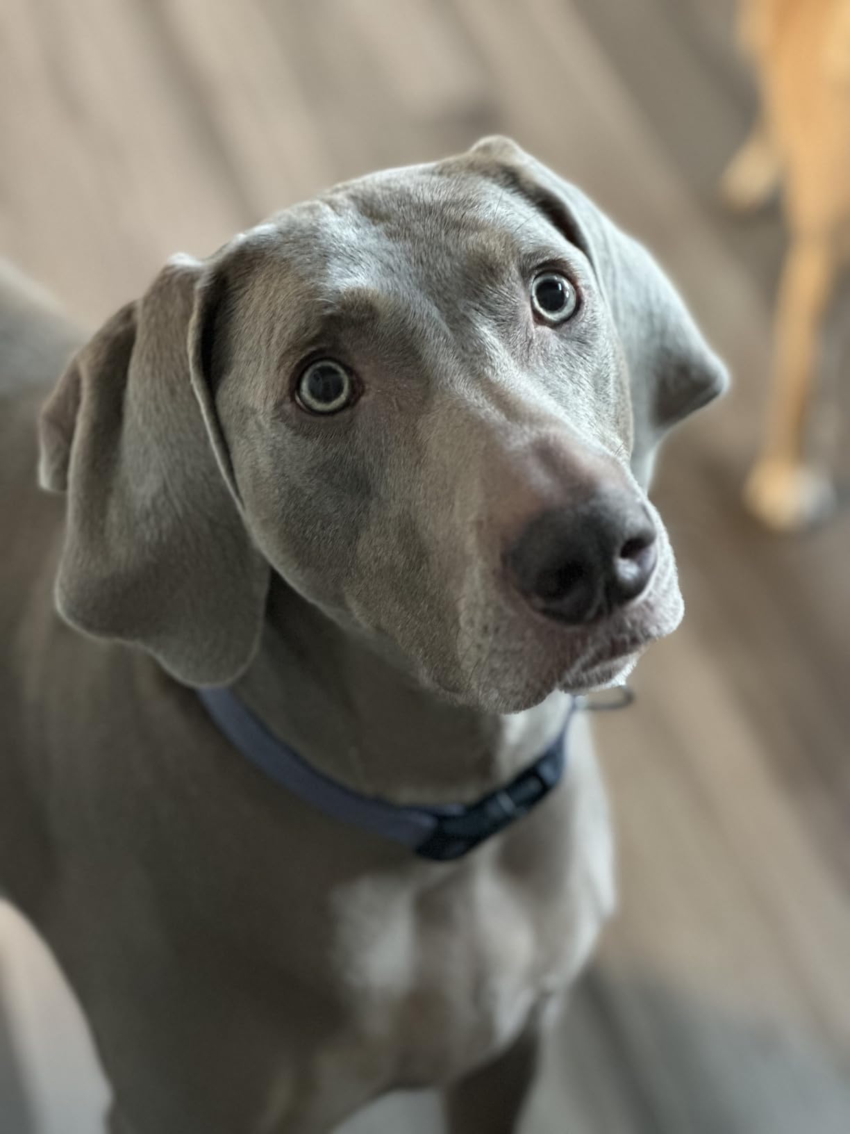 Natural Balance Limited Ingredient Adult Grain-Free Dry Dog Food, Salmon & Sweet Potato Recipe, 24lb customer photo 1