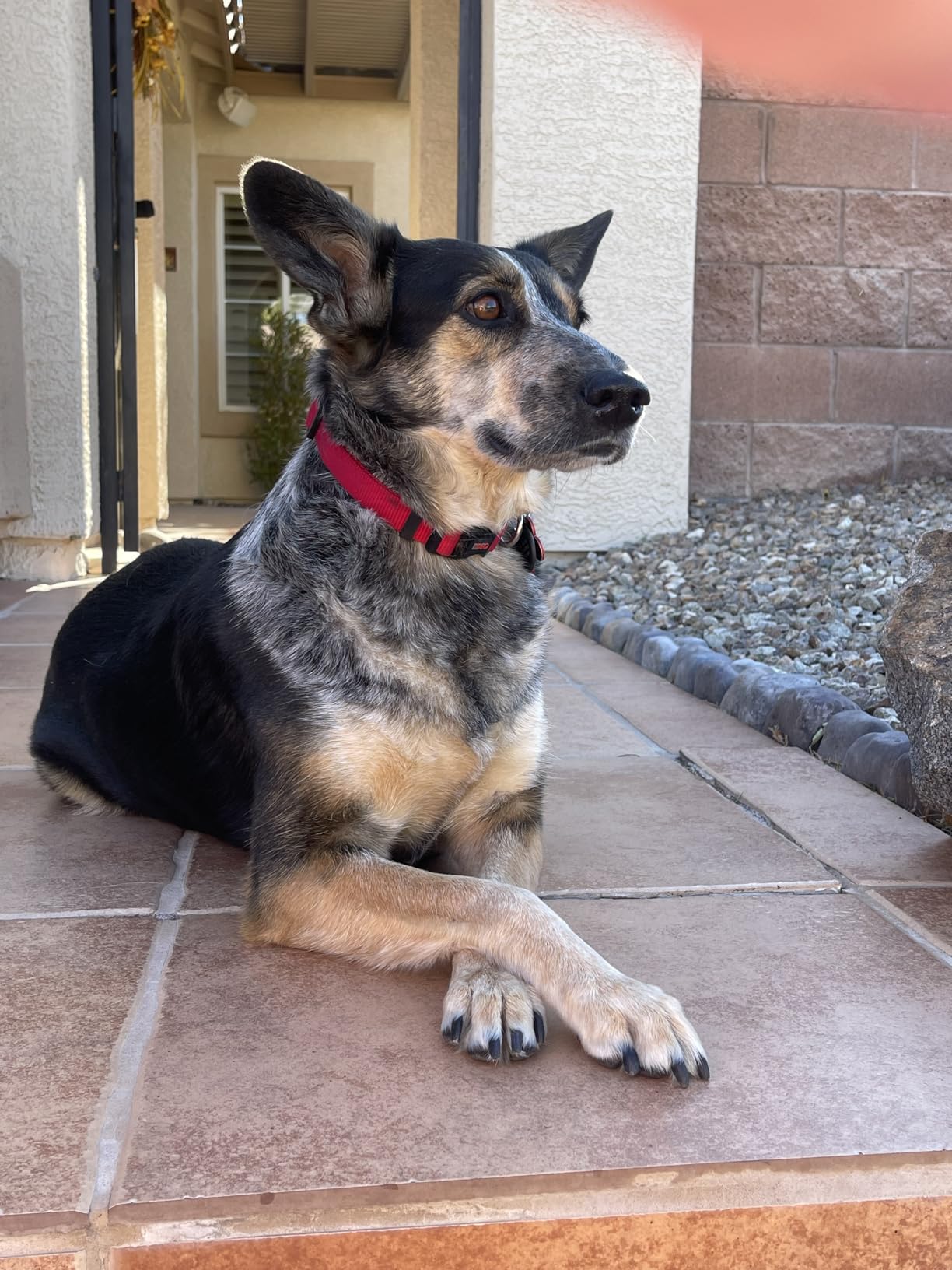 Natural Balance Limited Ingredient Adult Grain-Free Dry Dog Food, Salmon & Sweet Potato Recipe, 24lb customer photo 2