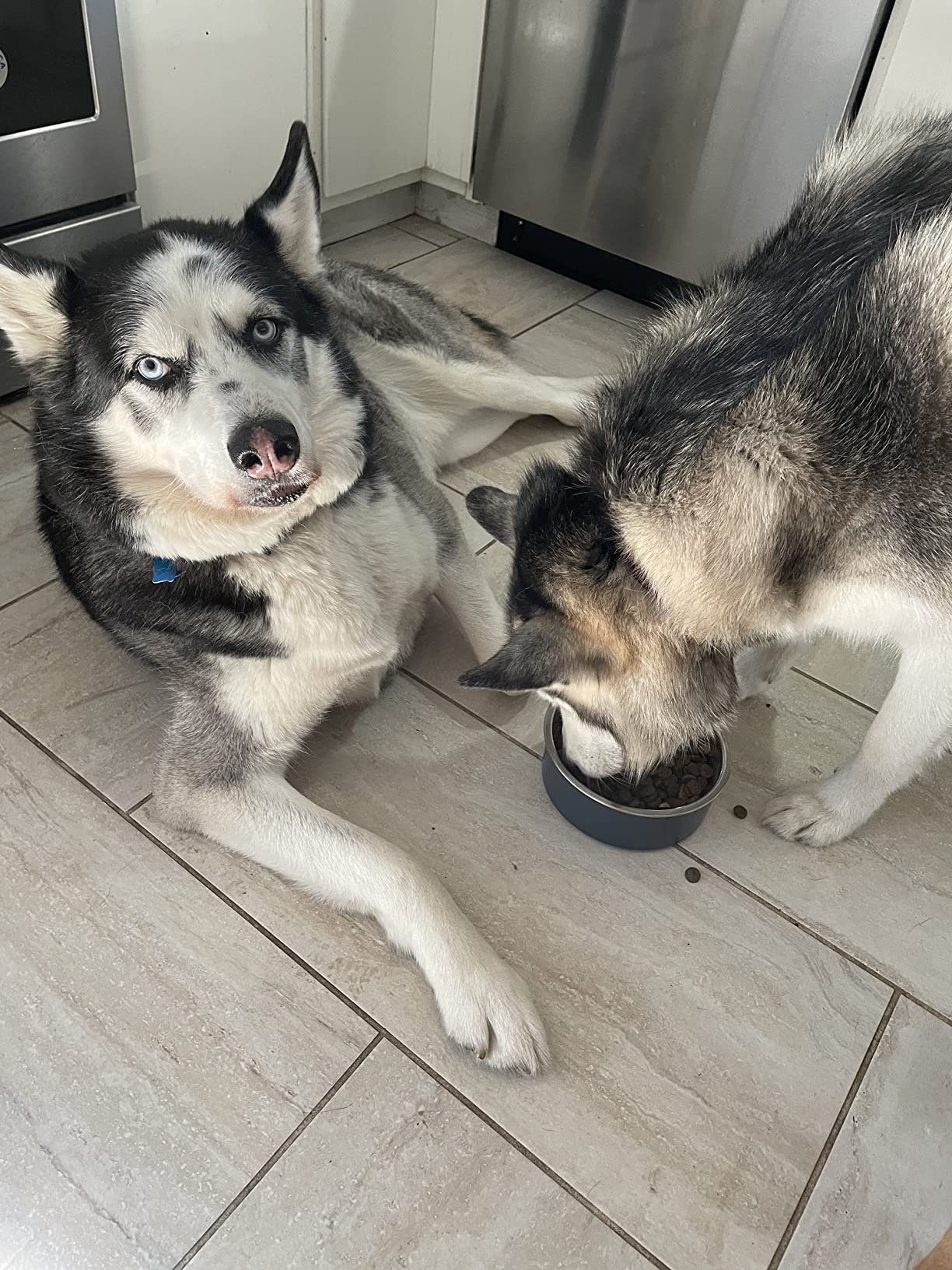 SquarePet Veterinarian Formulated Solutions Hydrolyzed Protein Skin and Digestive Support Dry Dog Food, Pork Flavor 4.4lbs customer photo 2