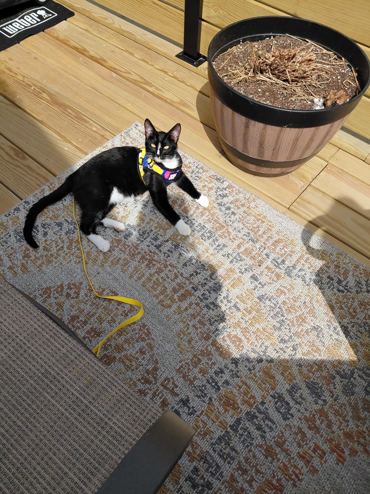Travel Cat Harness and Leash Set - Adjustable Fit Mesh Cat Harness and Reflective Strap - Comfort Walking Vest for Kitten for Outdoor Walking, Hiking (Extra Small, Orange) customer photo 1