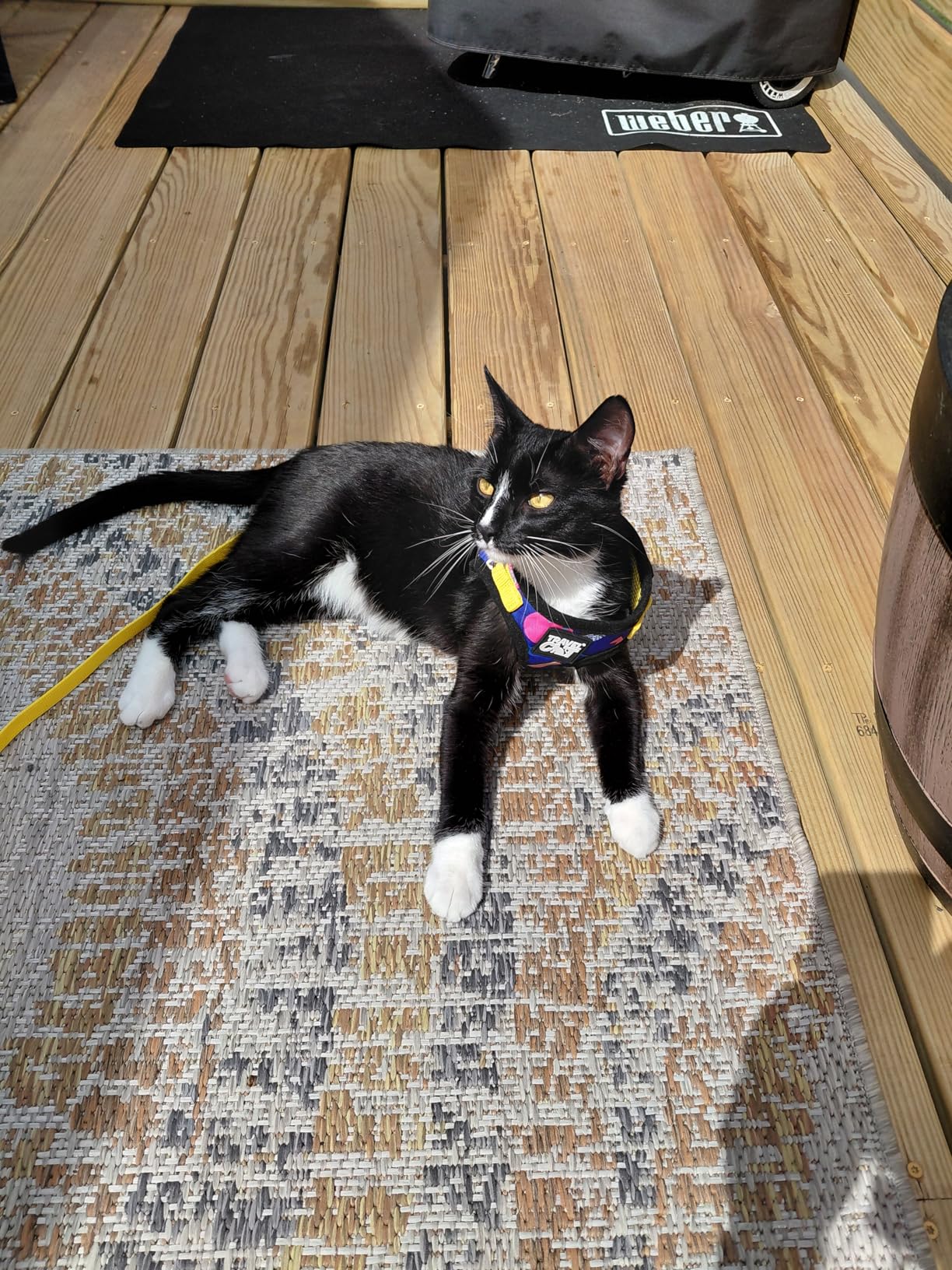 Travel Cat Harness and Leash Set - Adjustable Fit Mesh Cat Harness and Reflective Strap - Comfort Walking Vest for Kitten for Outdoor Walking, Hiking (Extra Small, Orange) customer photo 2