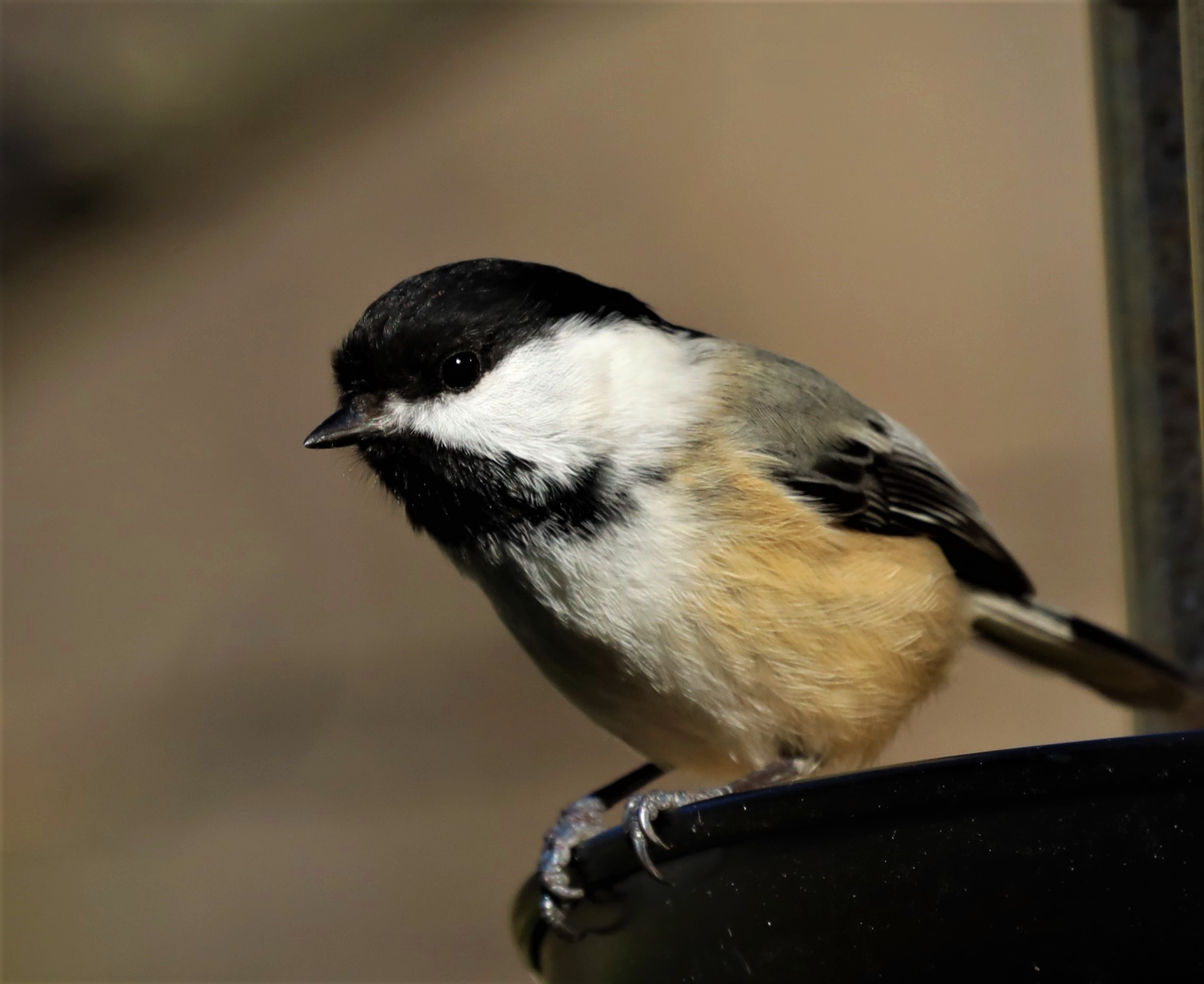 Canon RF600/11 IS STM Super-Telephoto Lens customer photo 1