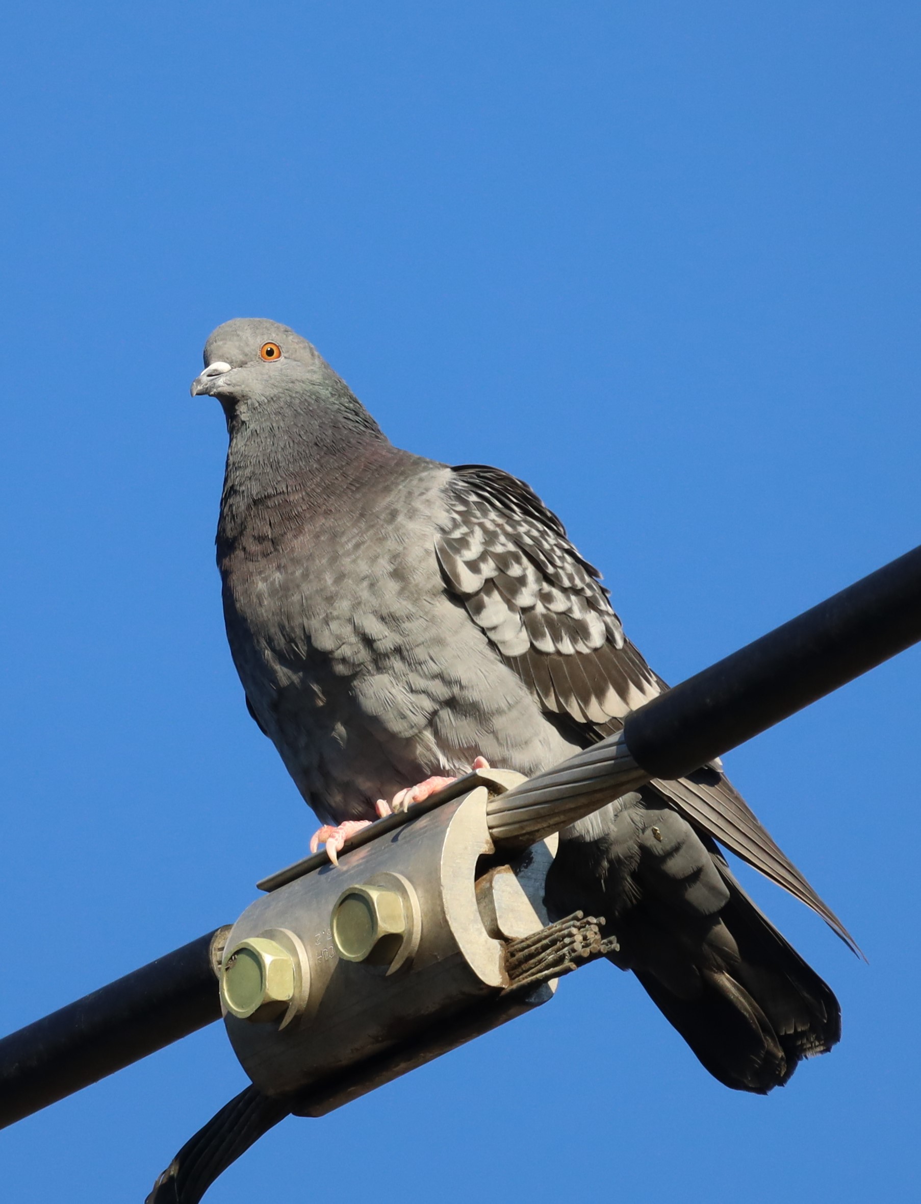 Canon RF600/11 IS STM Super-Telephoto Lens customer photo 2