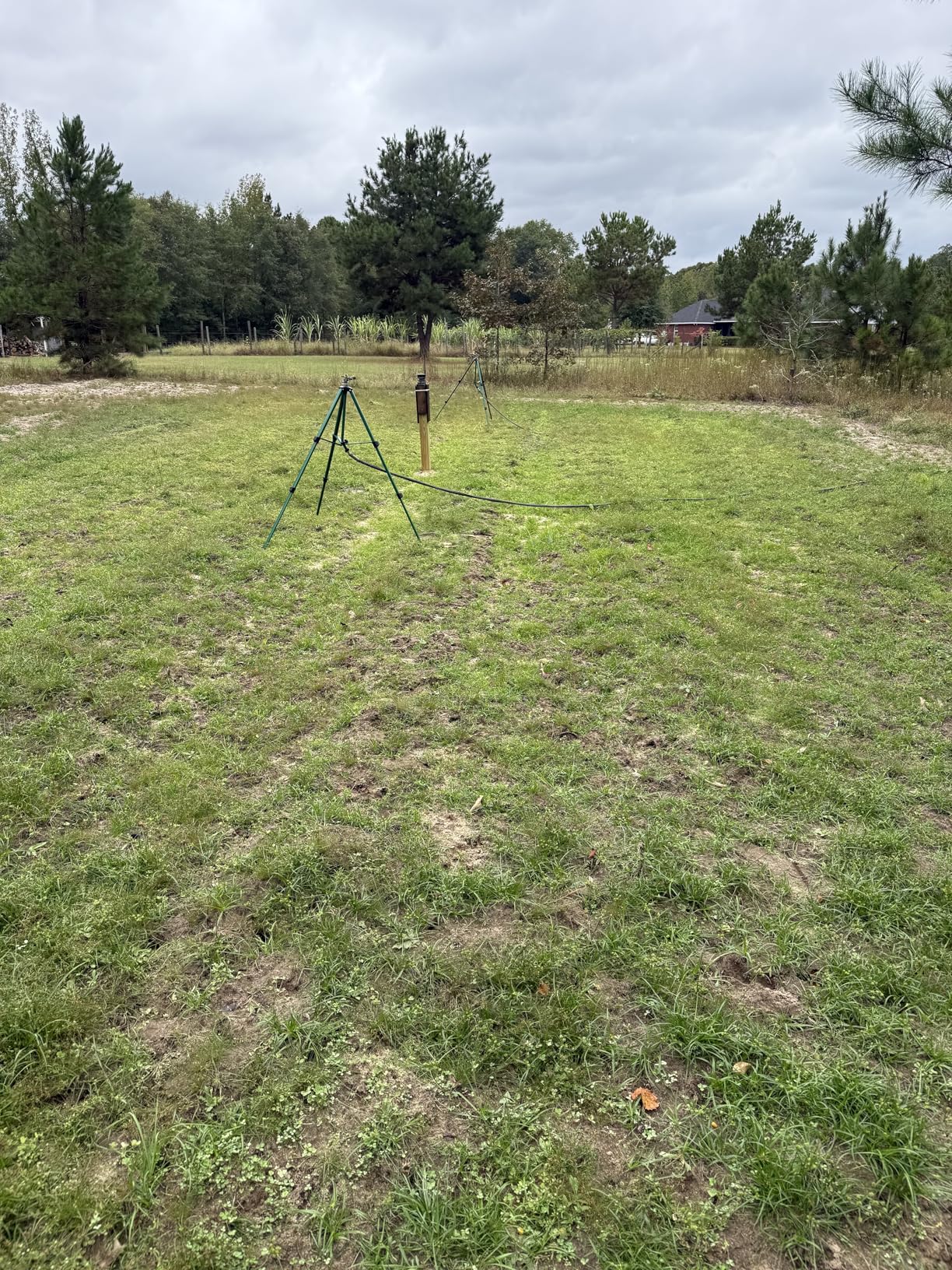 HIT LIST SEED Alfalfa + Clover Food Plot Seeds for Deer [Perennial] - Food Plot Seed Perennial - Deer Plot Seed Mix - Ladino/Red/Crimson Clover, Alfalfa, Chicory - Spring & Fall Planting - 5 lbs customer photo 1