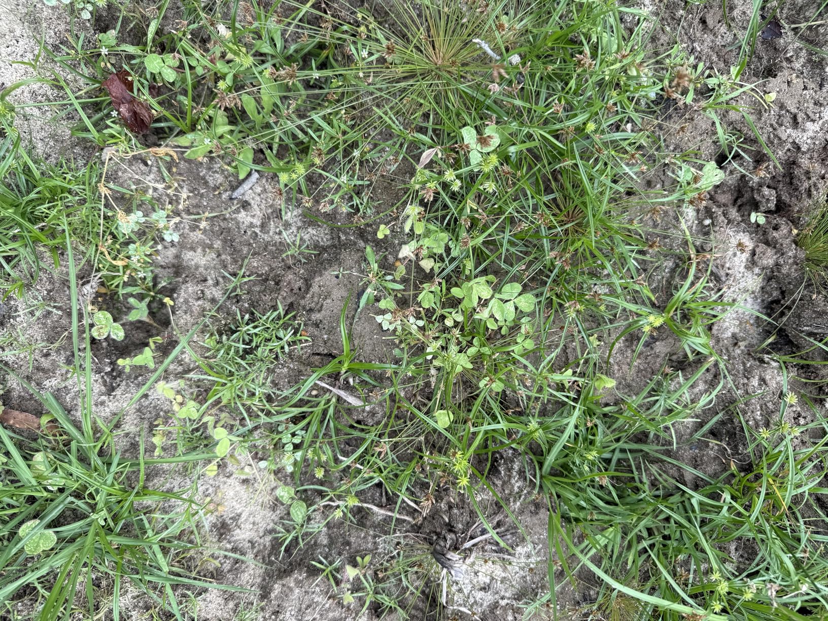 HIT LIST SEED Alfalfa + Clover Food Plot Seeds for Deer [Perennial] - Food Plot Seed Perennial - Deer Plot Seed Mix - Ladino/Red/Crimson Clover, Alfalfa, Chicory - Spring & Fall Planting - 5 lbs customer photo 2