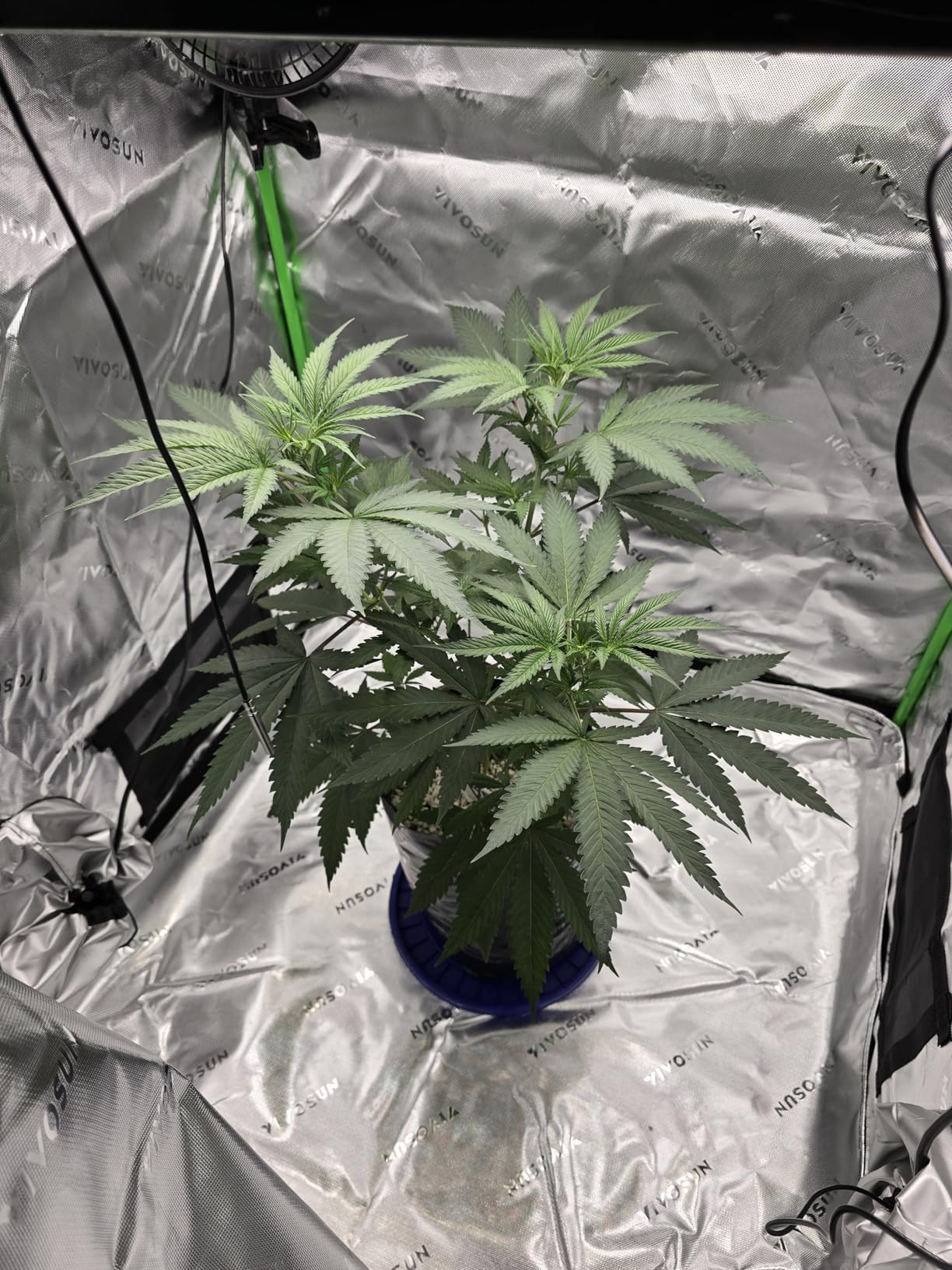 VIVOSUN LumaLight 200W LED Grow Light, Full Spectrum Plant Light, Smart Dimmable & High PPFD for Indoor Plants Seedling Vegetables Bloom, Fits 2×4/3×3 Grow Tents customer photo 1