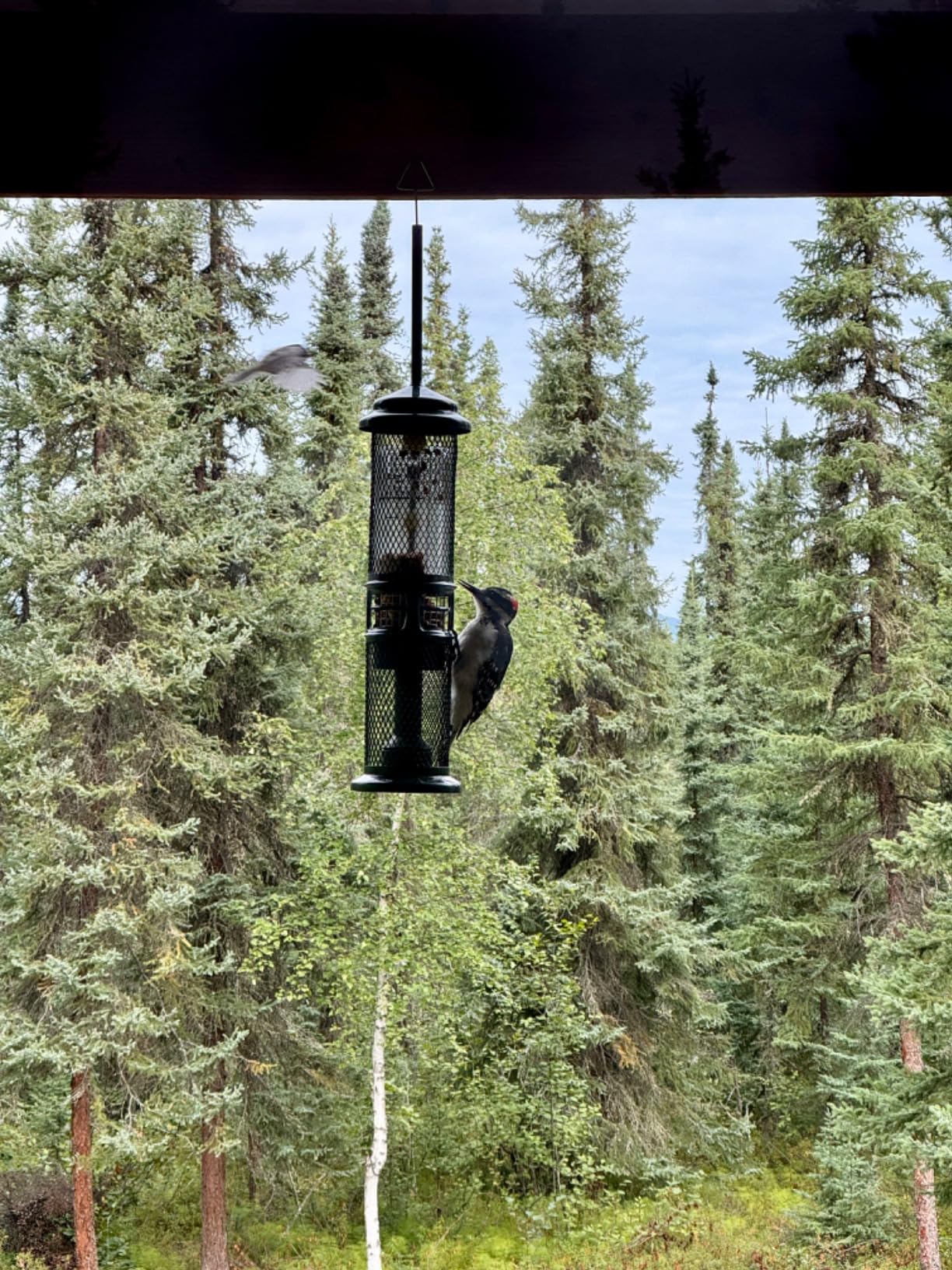 Squirrel Buster Nut Feeder Squirrel-Proof Bird Feeder for Shelled Peanuts & Dried Fruit, Weight-Adjustable, Woodpecker Friendly, 1.3lb Capacity with 2 Interchangeable Meshes customer photo 2