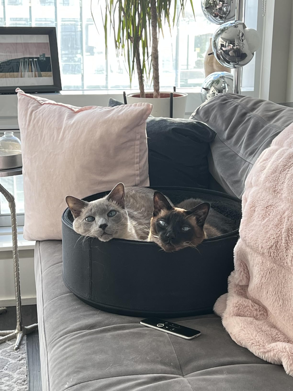 Sleepypod Mobile Pet Bed - Multi-use Travel Pet Bed, Crash-Tested Car Seat, & Carrier for Dogs and Cats up to 15 Pounds (Robin Egg Blue) customer photo 1