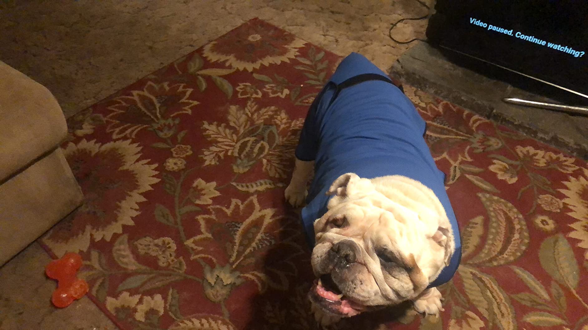 Dog Cooling Vest - Lightweight Jacket for Dogs with Adjustable Strap & Zip Neck - Easy On/Off Cooling Coat for Walks, Travel & Outdoors by Lautus Pets - L customer photo 1