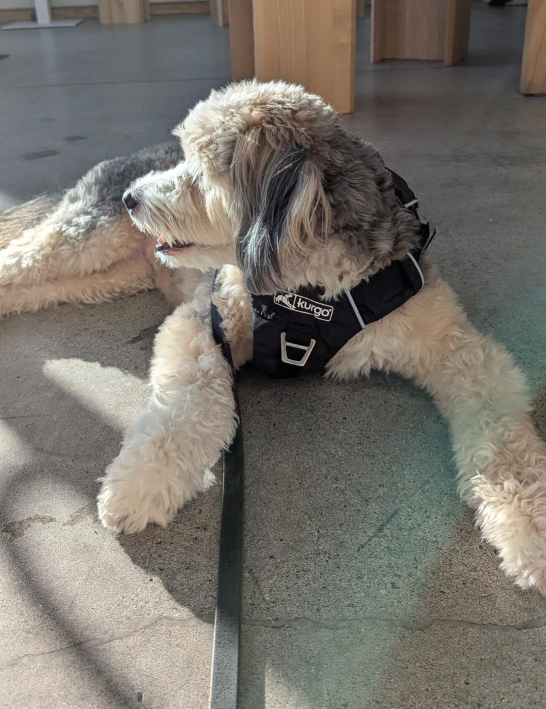 Kurgo Stash n' Dash Harness - Lightweight and Portable Travel Dog Gear, Ripstop Fabric, Reflective Trim, Foldable Running Harness customer photo 2