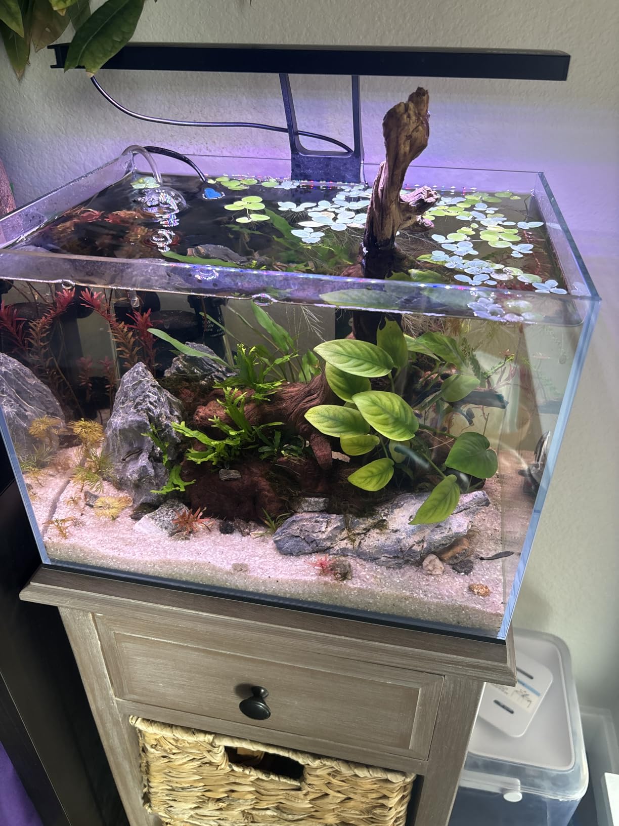 Allcolor Ultra Clear Rimless Aquarium Tank 6-60 gallons Low Iron Glass (21Gal - Top Glass Canopy) customer photo 1