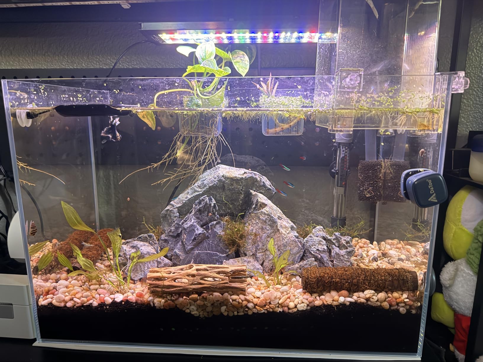 Allcolor Ultra Clear Rimless Aquarium Tank 6-60 gallons Low Iron Glass (21Gal - Top Glass Canopy) customer photo 2