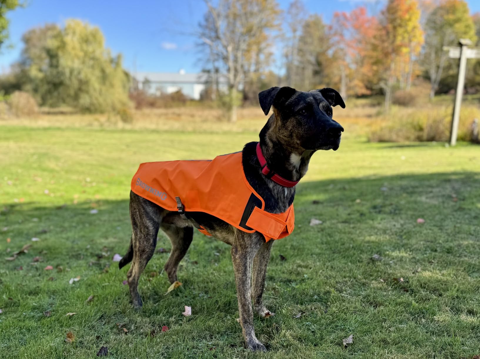 Browning Pet Vests, Hi Vis Safety Vests for Dogs, Safety Orange/Black, Large, Full Coverage customer photo 2