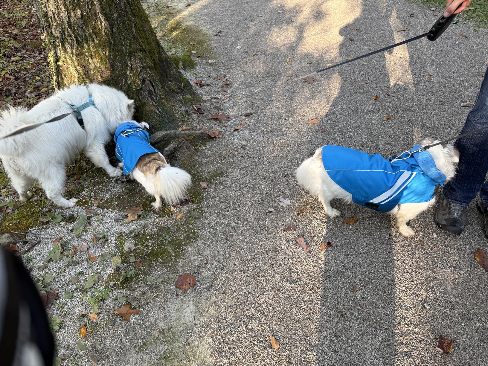 VIVAGLORY Wetoff Dog Raincoat, Rain Coat for Dog All Seasons Adventure, Rain Jacket with Harness Hole & Hood, Reflective Lightweight Waterproof customer photo 1