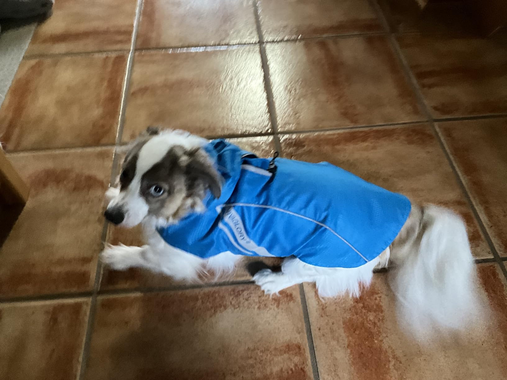 VIVAGLORY Wetoff Dog Raincoat, Rain Coat for Dog All Seasons Adventure, Rain Jacket with Harness Hole & Hood, Reflective Lightweight Waterproof customer photo 2