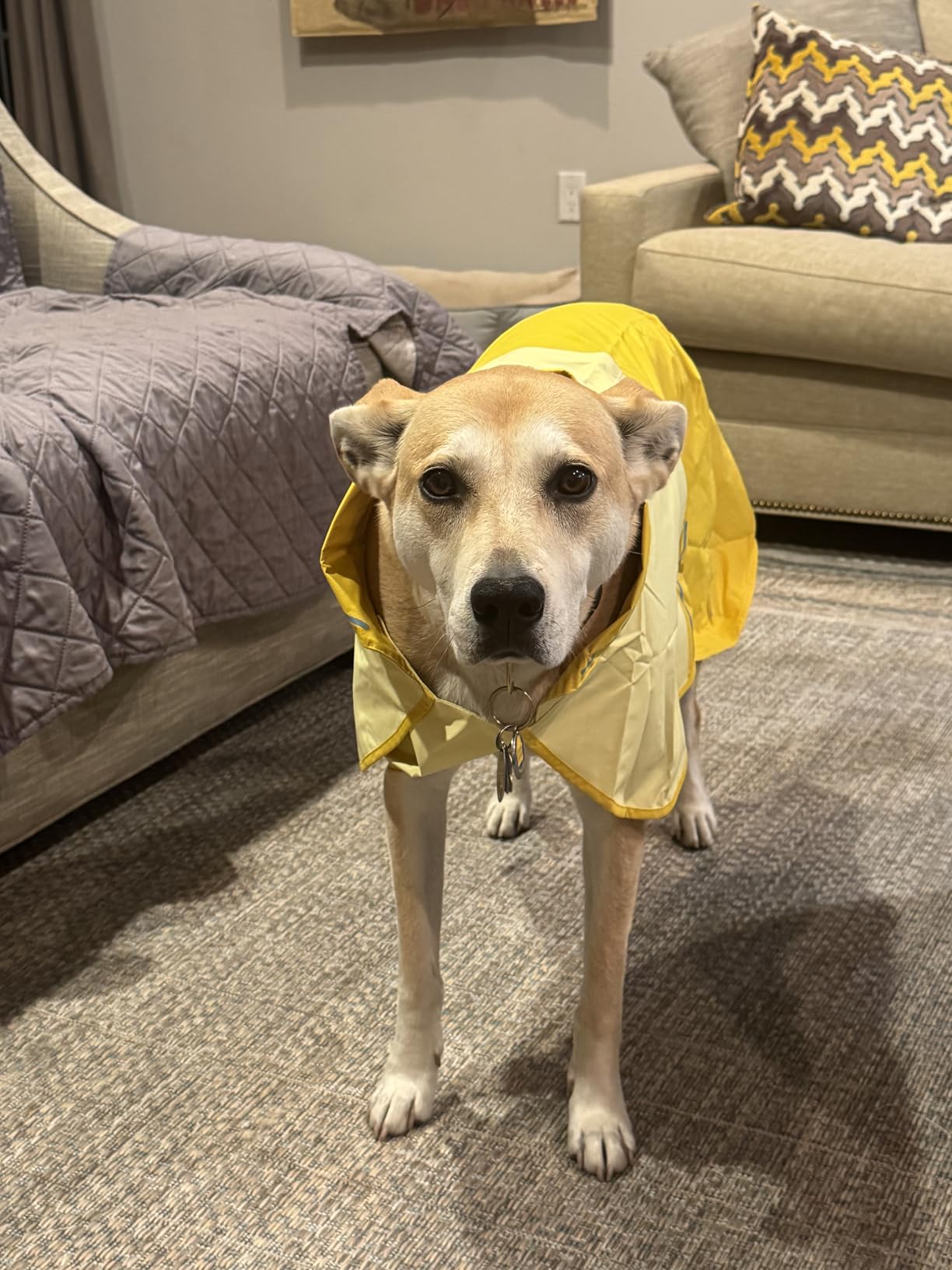 Ruffwear Sun Shower Dog Raincoat, All-Weather Jacket, Waterproof, Windproof & Lightweight customer photo 1