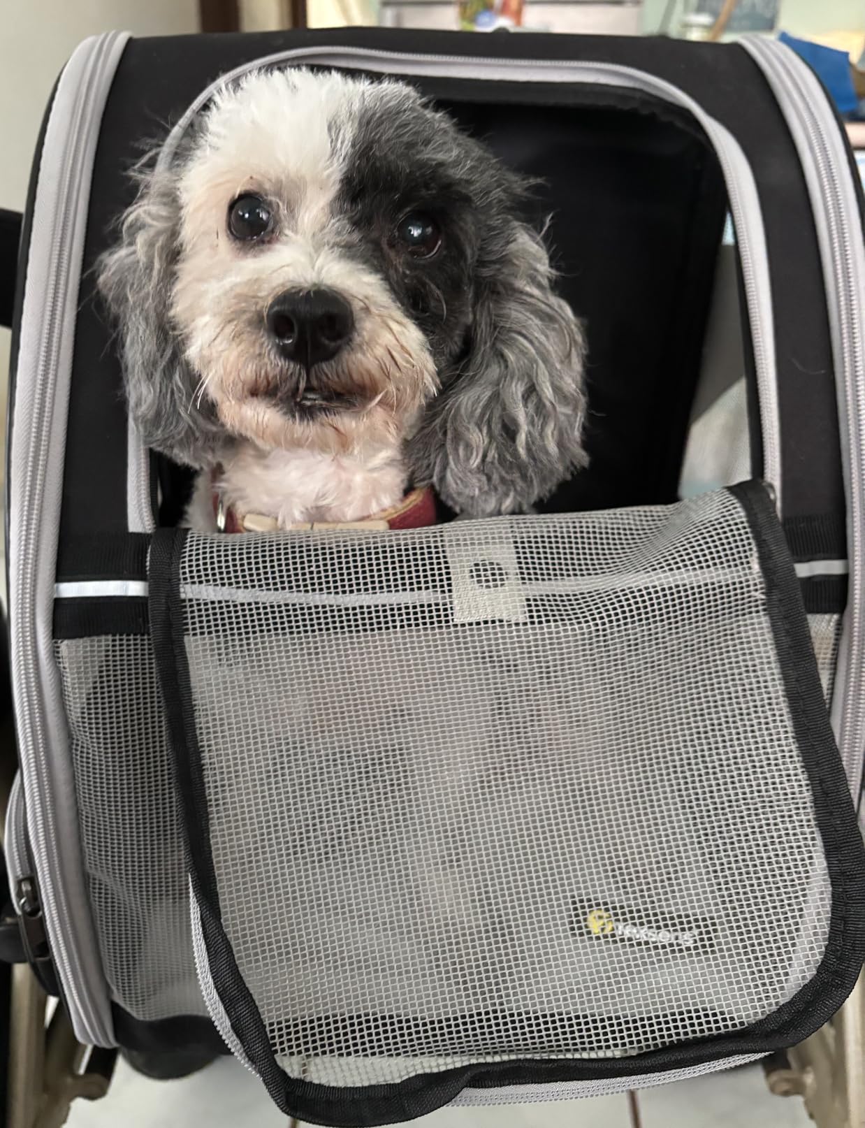Texsens Pet Backpack Carrier for Small Cats Dogs | Ventilated Design, Safety Straps, Buckle Support, Collapsible | Designed for Travel, Hiking & Outdoor Use (Light Gray) customer photo 1