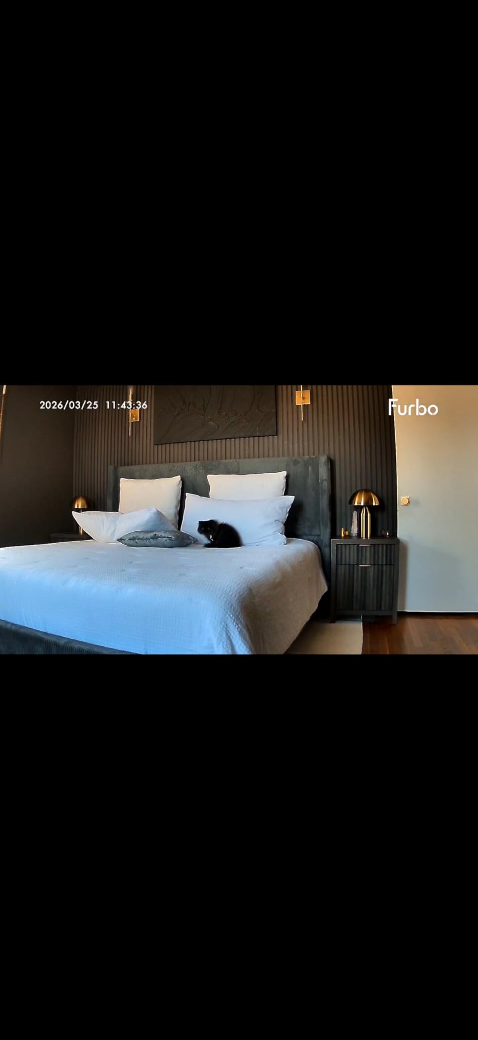Furbo 360° Dog Camera: Basic See, Talk & Toss Features, No AI Alerts, No Subscription Required, Pet Security Cam w/Barking Alerts, Rotating View, Treat Toss, 2-Way Audio, Smart Home Puppy Monitoring customer photo 2