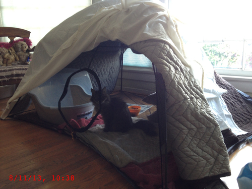 Outback Jack Catio Outdoor Cat Enclosure, (Kitty Katio) for Indoor Cat or Multiple Cats - Portable Tent, Play Tent for Cats, Catio, Outside Enclosure customer photo 2