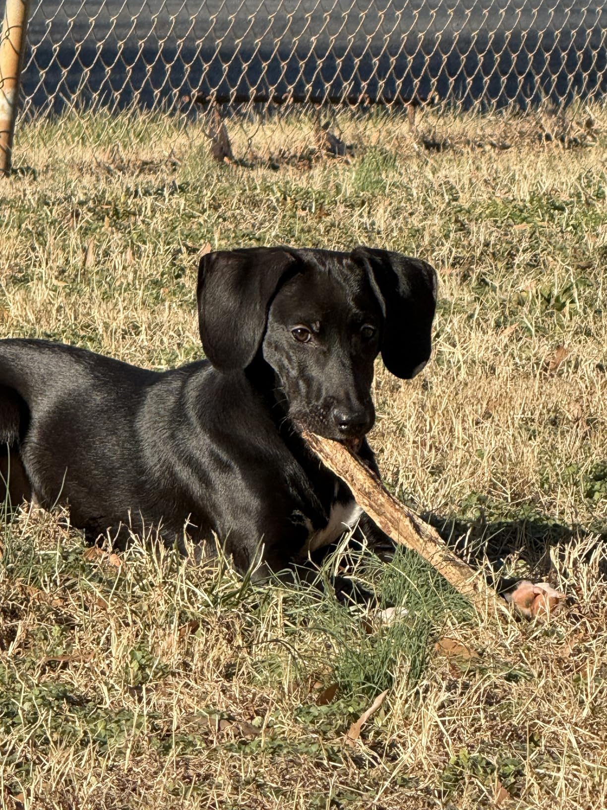 Blue Buffalo Life Protection Formula Chicken & Brown Rice Puppy Dry Dog Food with DHA & ARA, Supports Immunity with Antioxidant-Rich LifeSource Bits, Promotes Healthy Muscles & Strong Bones, 5 lbs. customer photo 2