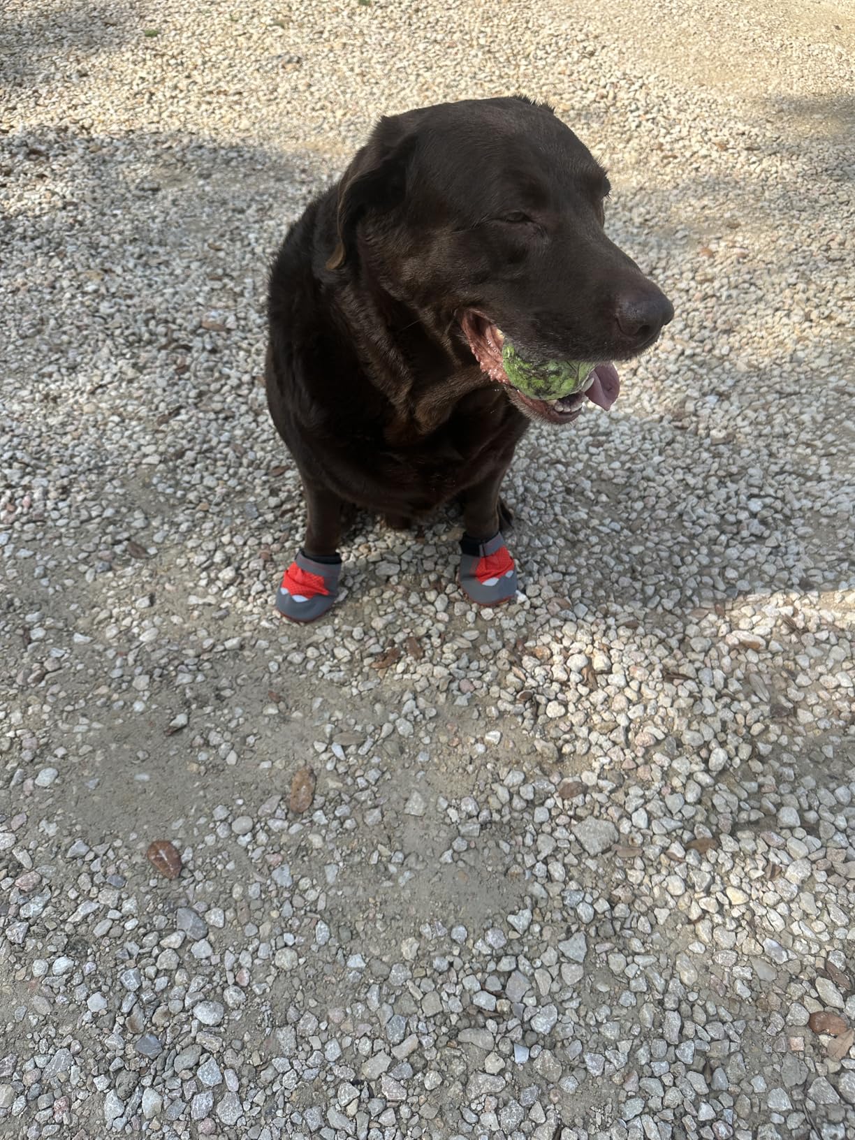 Ruffwear Grip Trex Dog Shoes, Non-Slip Boots for Hot Pavement & Snow, Weatherproof Paw Protection with Breathable Mesh, Rugged Sole for Hiking, Red Sumac, 1.50