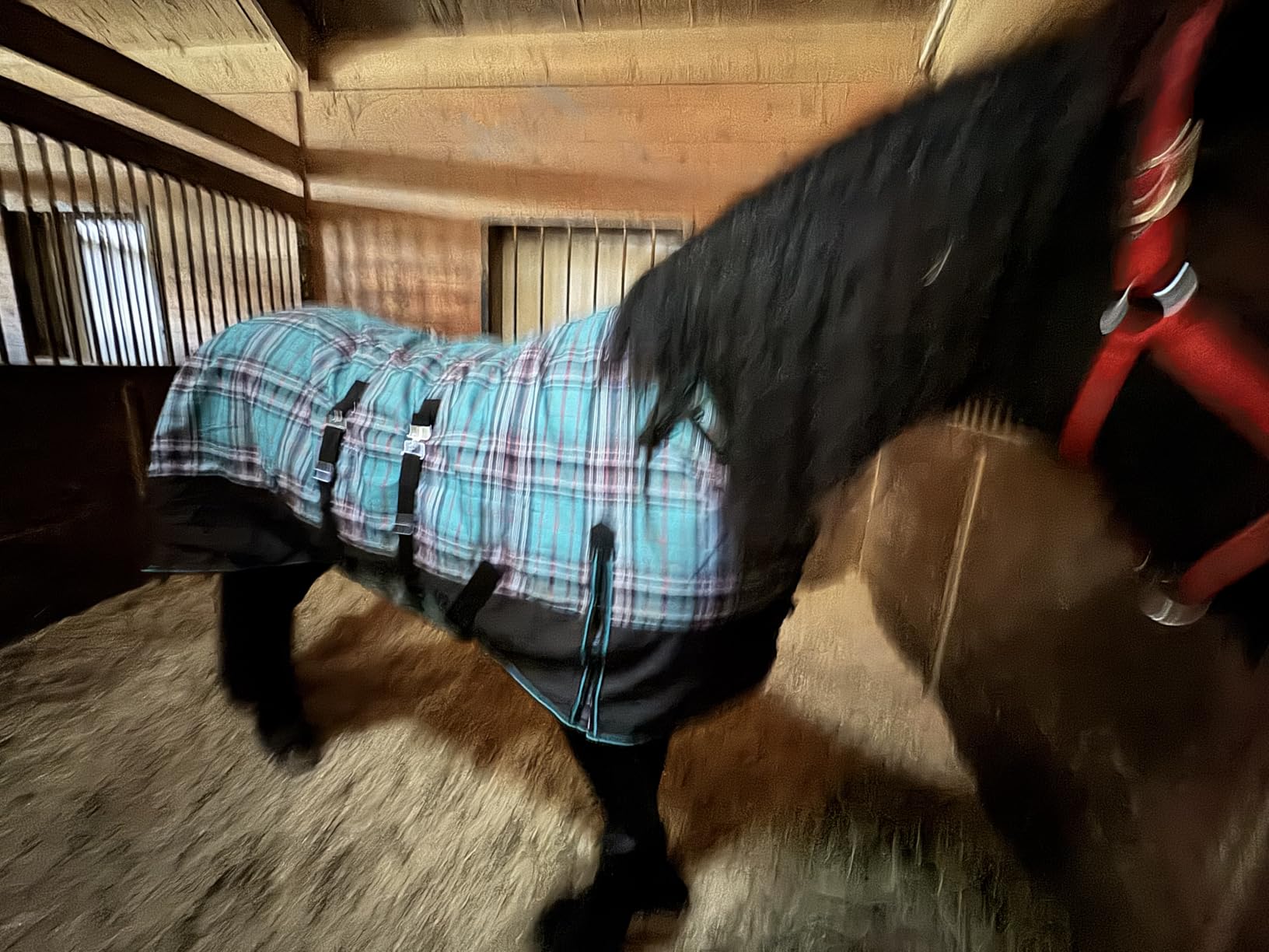 Challenger 1200D Horse Turnout Waterproof Heavy Weight Winter Blanket 598B customer photo 1