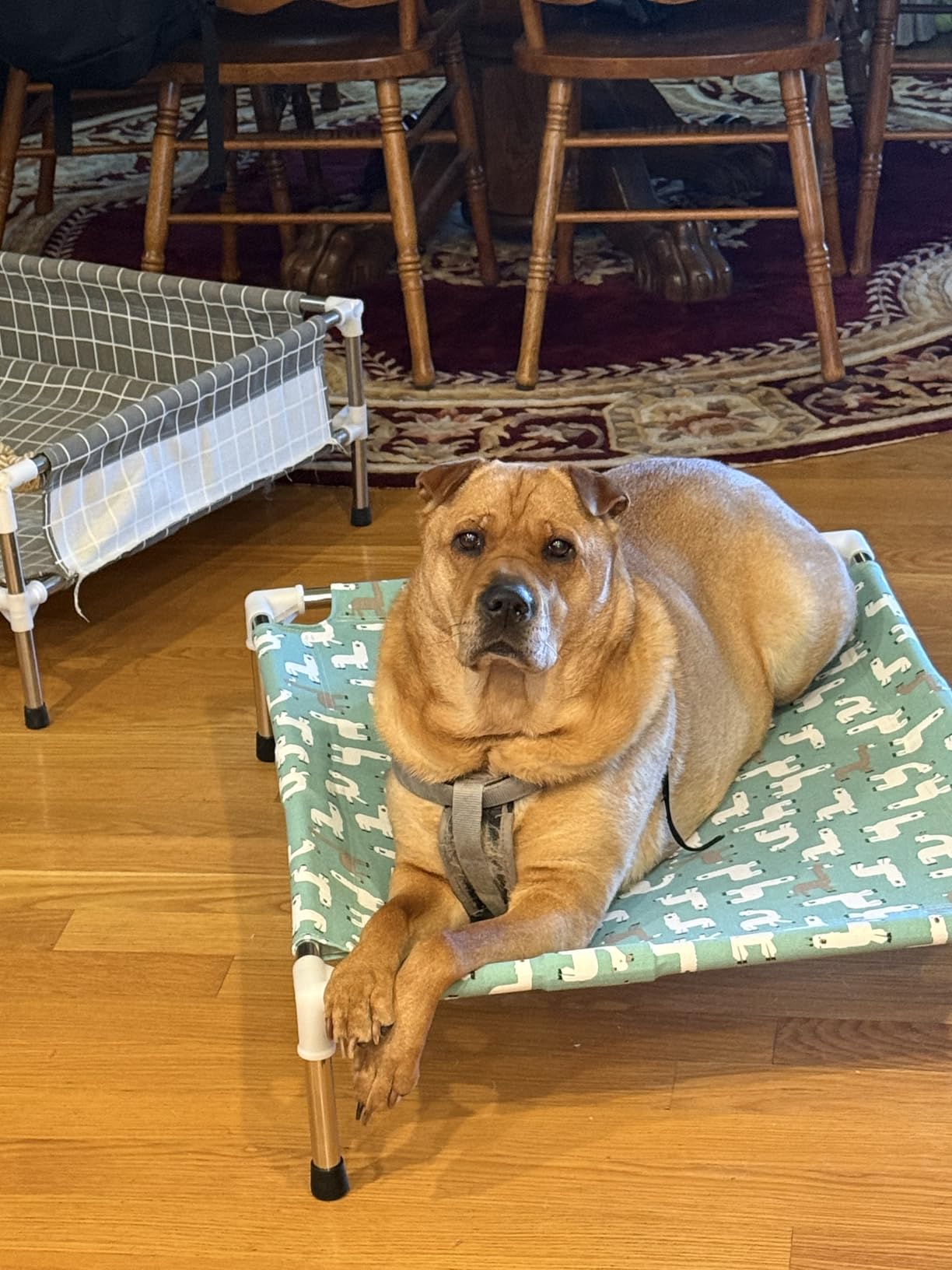 Elevated Dog Bed Pet cot for Small Dogs, Indoor and Outdoor Use for Small Pets customer photo 1