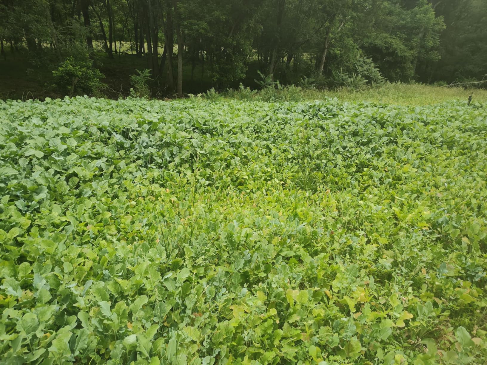 Domain Outdoor Sugar Momma Food Plot Seed for Deer, 1/2 Acre, Turnip, Rape, Kale, Clovers, Chicory, Annual and Perennial Food Sources for Extreme Summer, Fall and Winter Attraction, Year Round Food customer photo 1