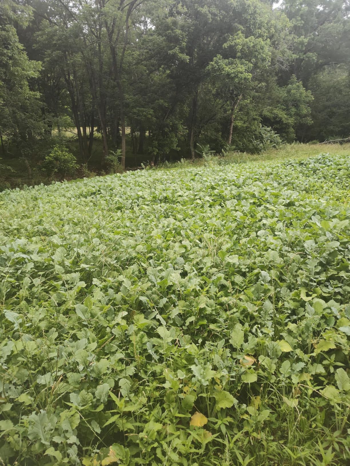 Domain Outdoor Sugar Momma Food Plot Seed for Deer, 1/2 Acre, Turnip, Rape, Kale, Clovers, Chicory, Annual and Perennial Food Sources for Extreme Summer, Fall and Winter Attraction, Year Round Food customer photo 2