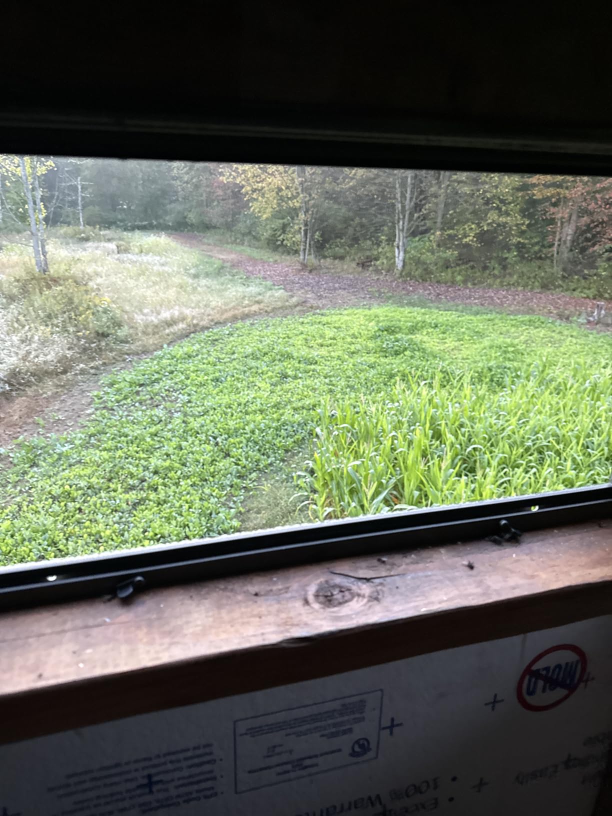 Domain Outdoor Bombshell Food Plot Seed for Deer, 1/2 Acre, Designed to Handle The Toughest Conditions, Quick Establishment - Ethiopian Cabbage, Forage Collards, Hybrid Forage Brassica, Forage Turnip customer photo 1