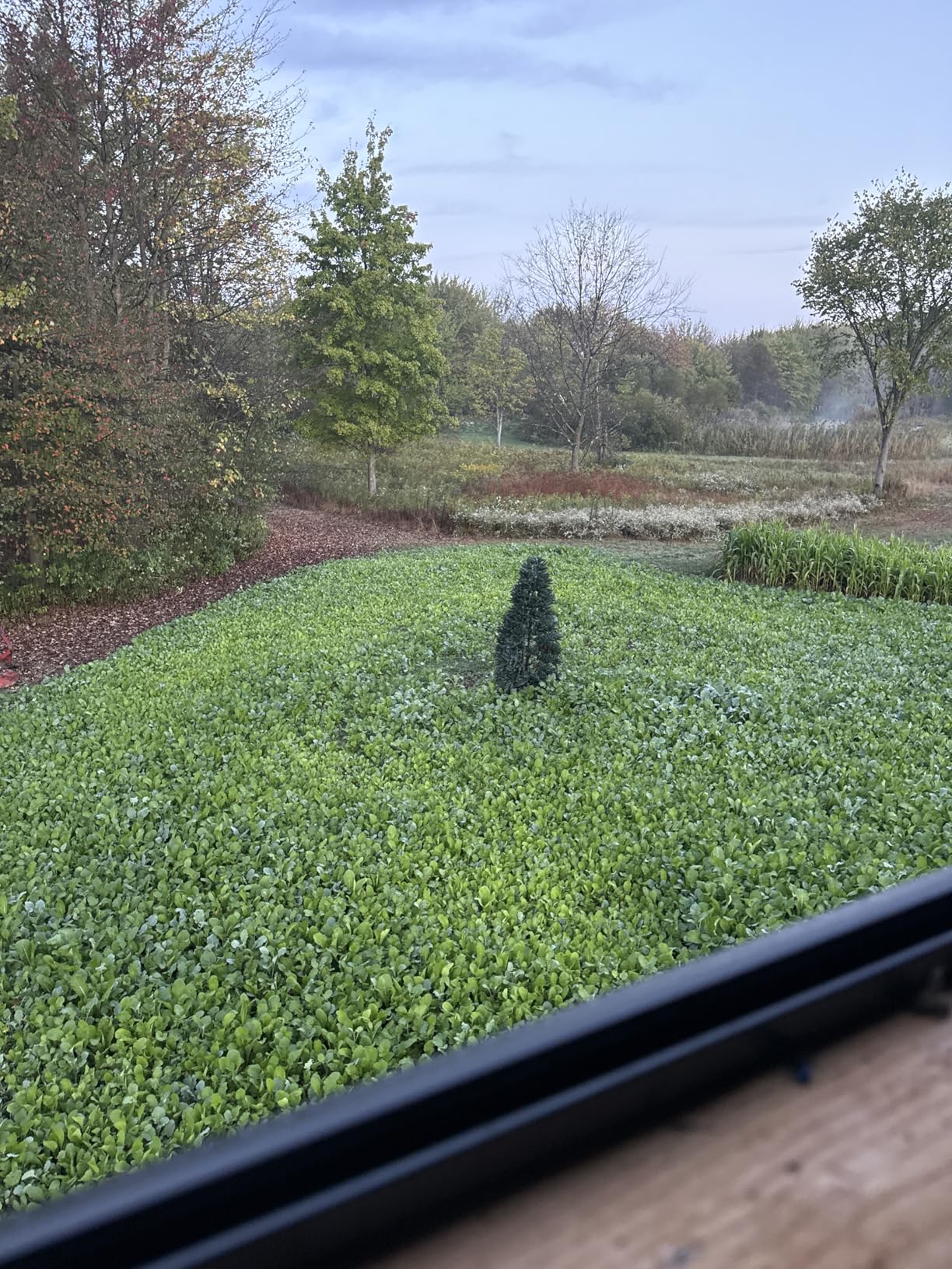 Domain Outdoor Bombshell Food Plot Seed for Deer, 1/2 Acre, Designed to Handle The Toughest Conditions, Quick Establishment - Ethiopian Cabbage, Forage Collards, Hybrid Forage Brassica, Forage Turnip customer photo 2