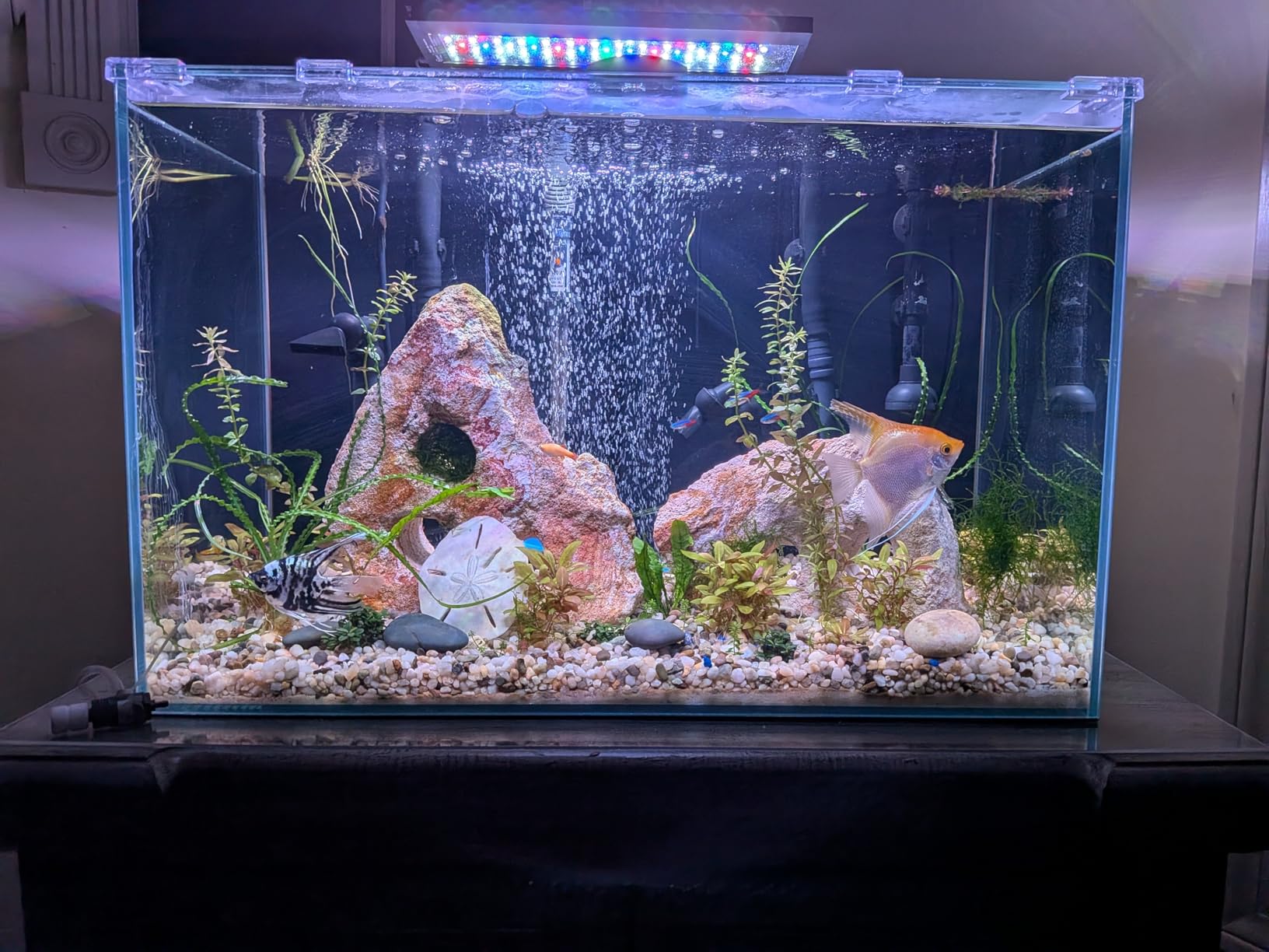 Lifegard Aquatics 20 Gallon Rimless Aquarium, Clear Glass, Ultra Clear Sealant Fish Tank, 6mm Thick with Dense Leveling Mat for Freshwater/Marine, Home or Office Decor (24.40 x 12.20 x 15.74) customer photo 1
