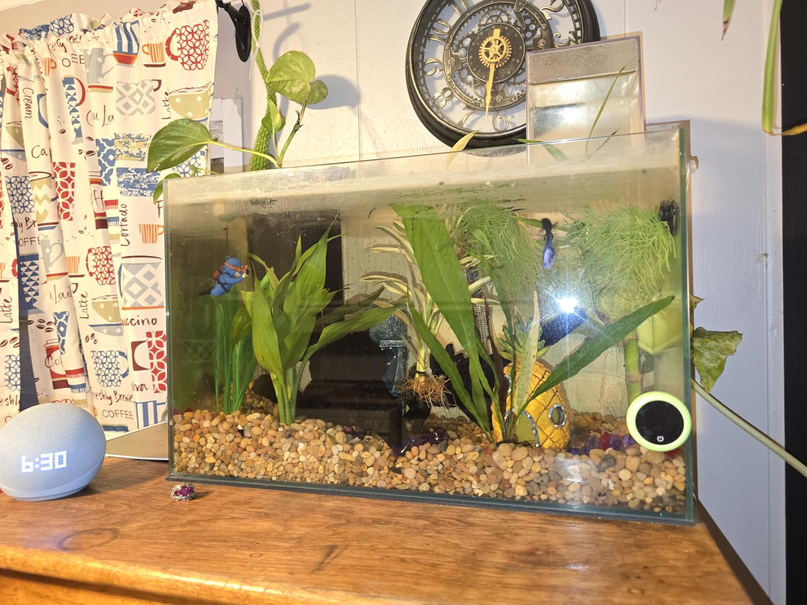 Lifegard Aquatics 20 Gallon Rimless Aquarium, Clear Glass, Ultra Clear Sealant Fish Tank, 6mm Thick with Dense Leveling Mat for Freshwater/Marine, Home or Office Decor (24.40 x 12.20 x 15.74) customer photo 2