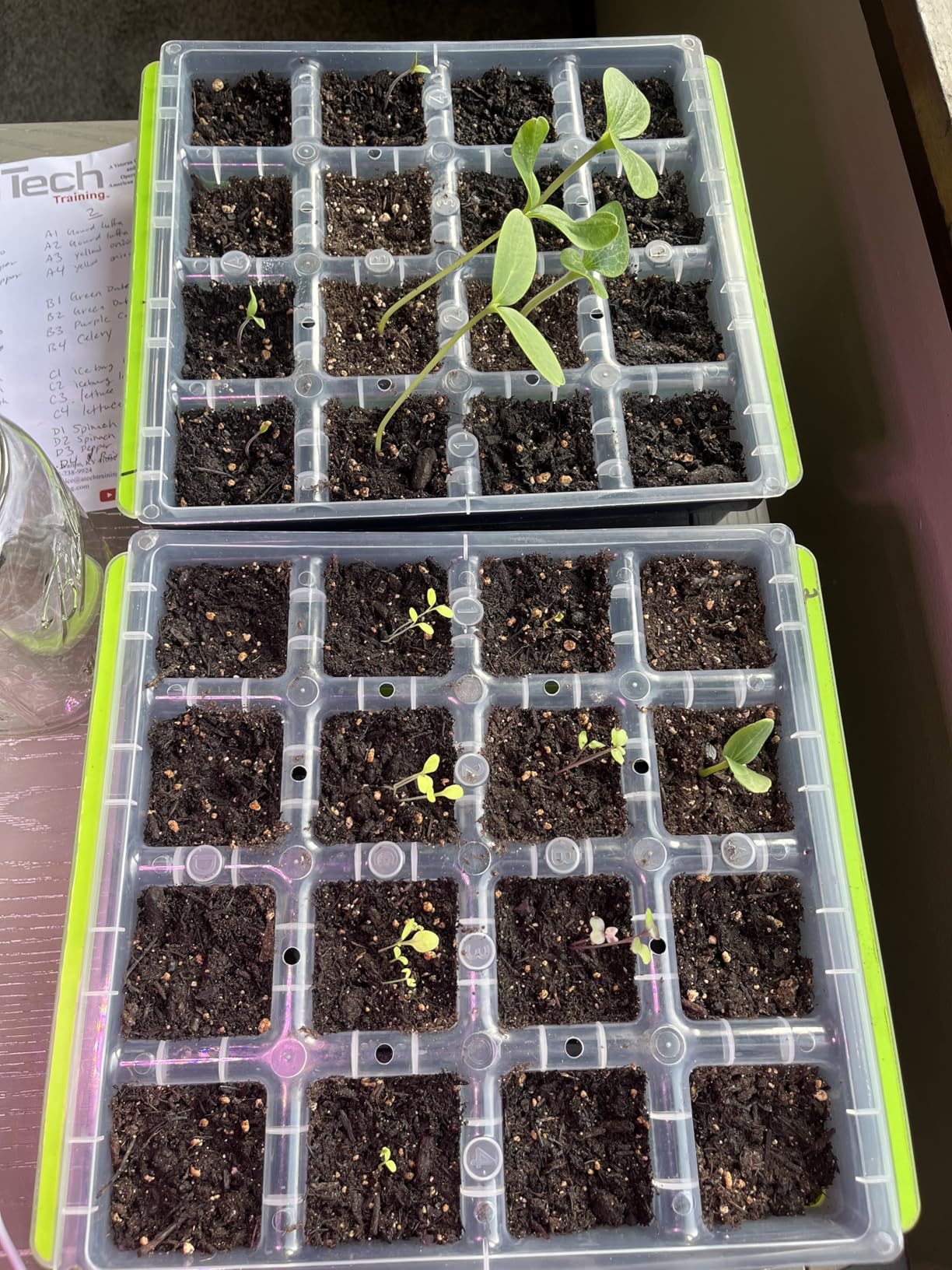 Burpee SuperSeed 36-Cell Reusable Seed Starting Tray for Indoor Seedlings | Flexible silicone cells pop out seedlings for easy transplanting. Ideal for starting vegetable, flower and herb seeds indoor. customer photo 1