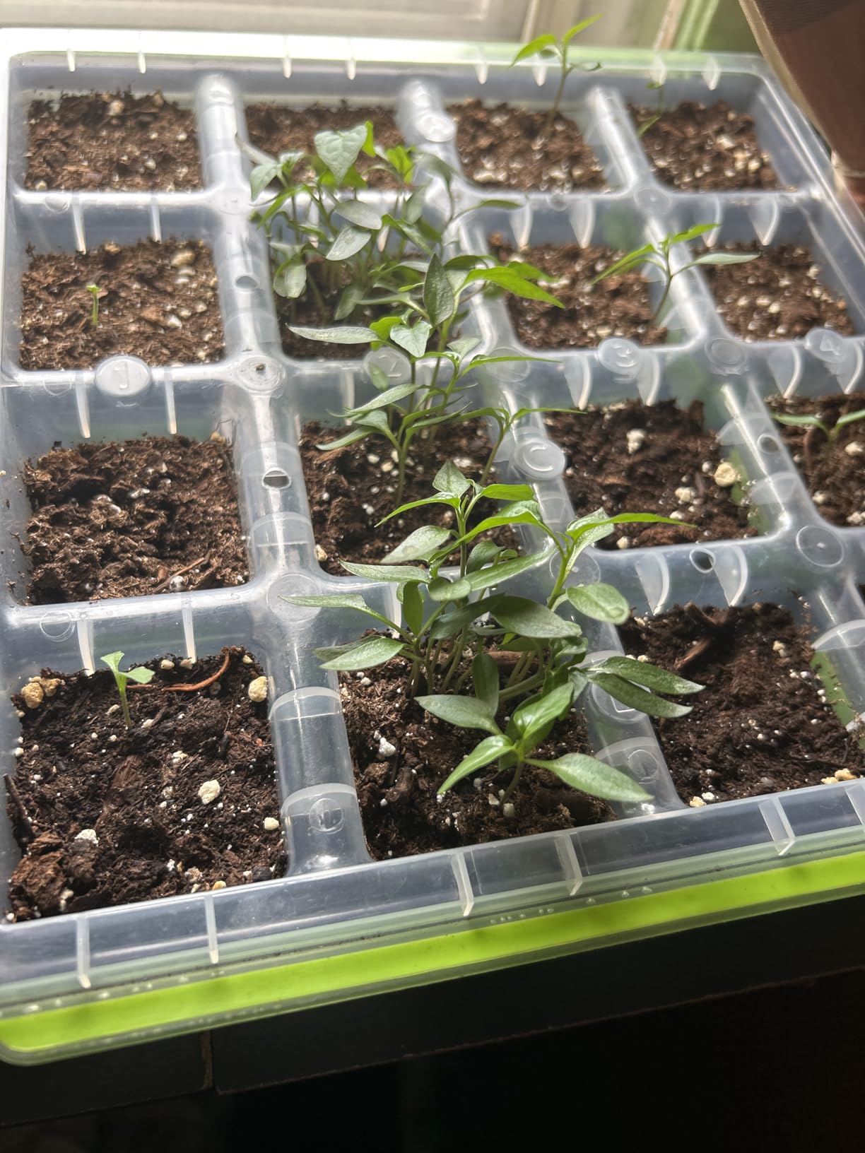 Burpee SuperSeed 36-Cell Reusable Seed Starting Tray for Indoor Seedlings | Flexible silicone cells pop out seedlings for easy transplanting. Ideal for starting vegetable, flower and herb seeds indoor. customer photo 2