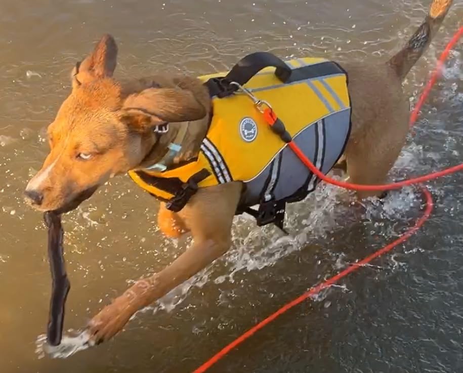 VIVAGLORY Sports Style Dog Life Vest, Dog Life Jacket for Swimming & Boating, Ripstop & Buoyancy for Puppy Doggy, Lifejacket with Handle, XL, Blue customer photo 1