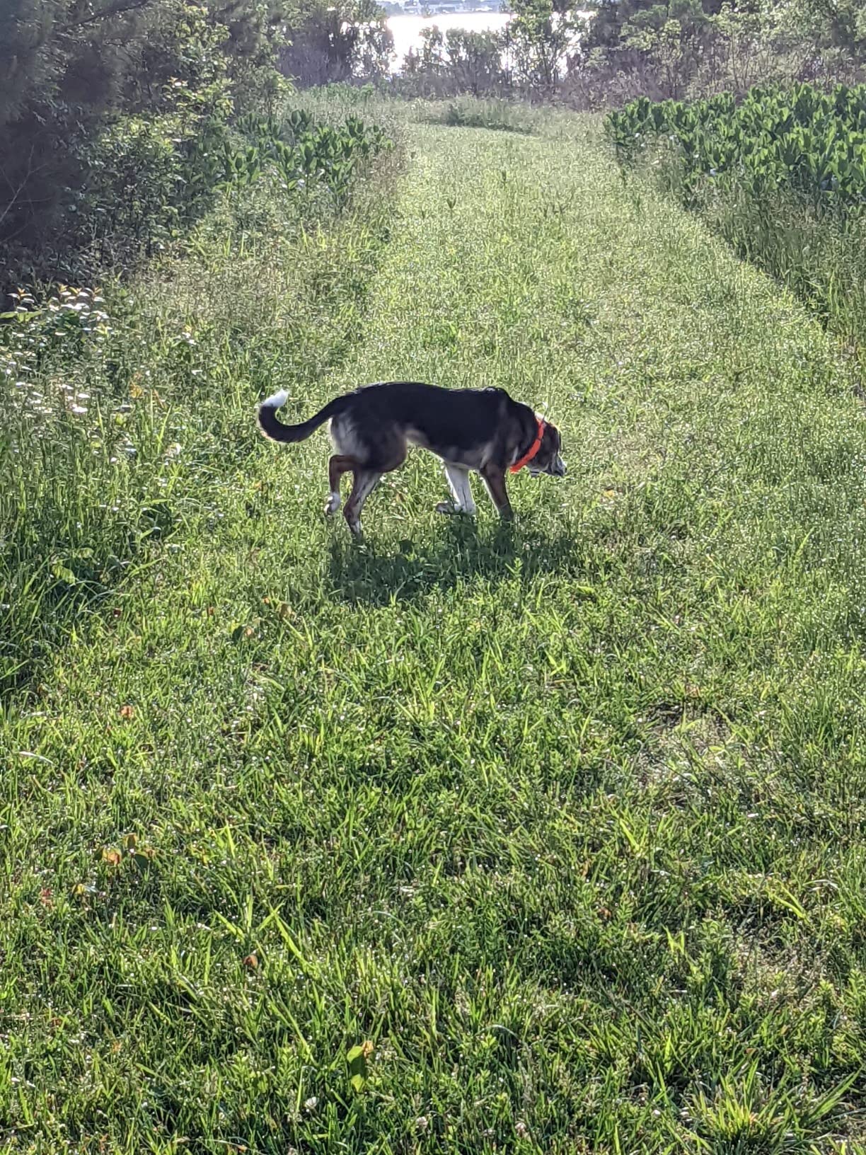 Dogtra Pathfinder 2 GPS Dog Tracker e Collar - 9 Mile Long Range, LED Light, No Monthly Fees customer photo 1