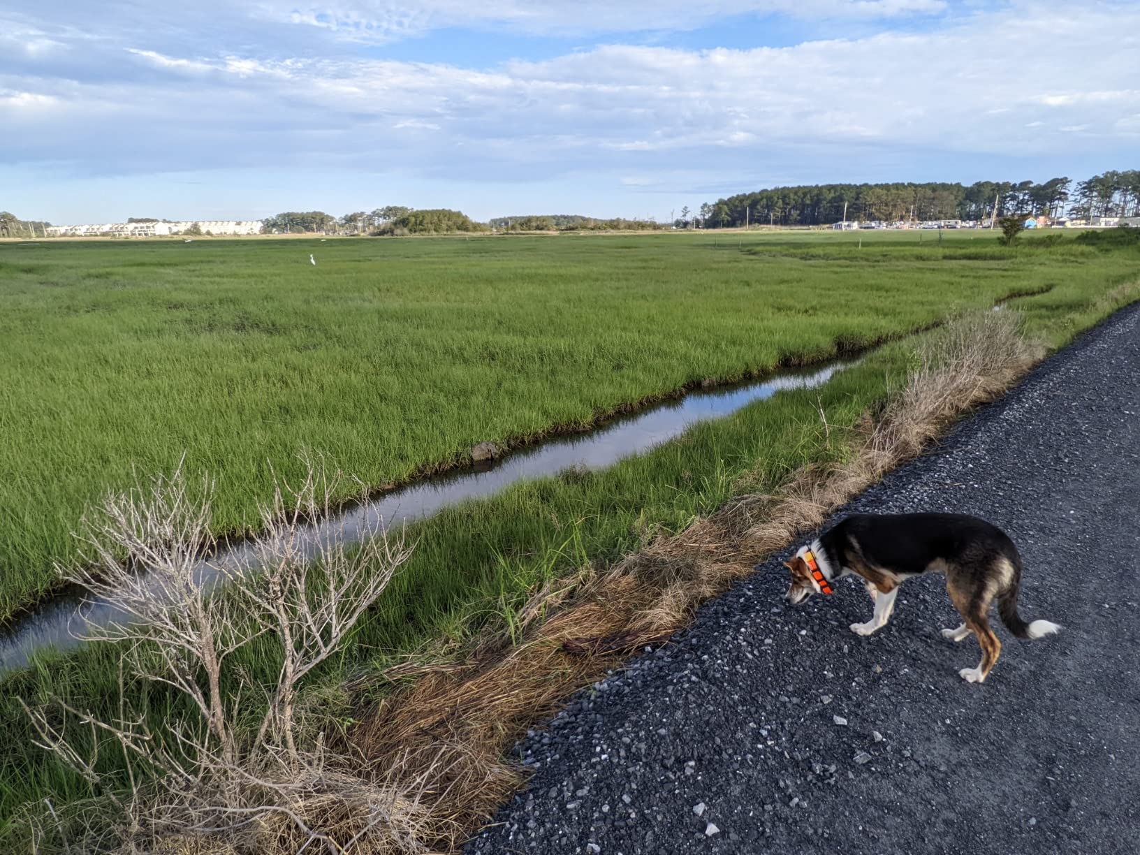Dogtra Pathfinder 2 GPS Dog Tracker e Collar - 9 Mile Long Range, LED Light, No Monthly Fees customer photo 2